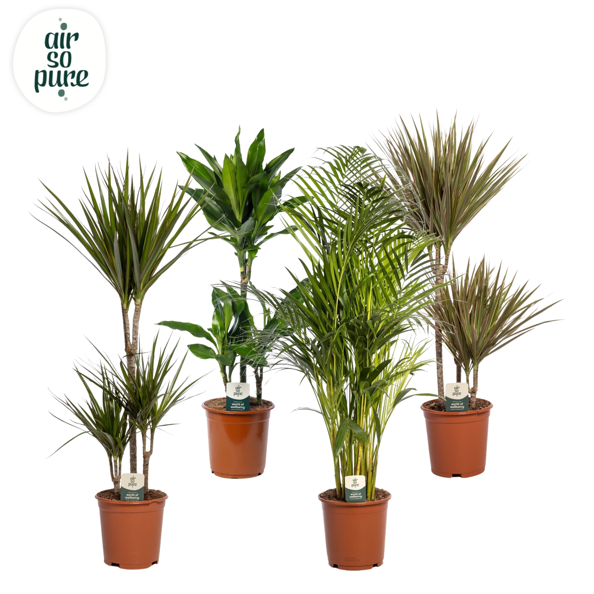 Picture of Houseplants in varieties Air So Pure P21 95CM (LOOSE)