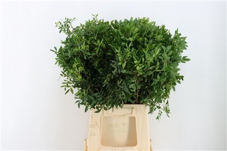 Pistacia Leaves Per Bunch 50cm