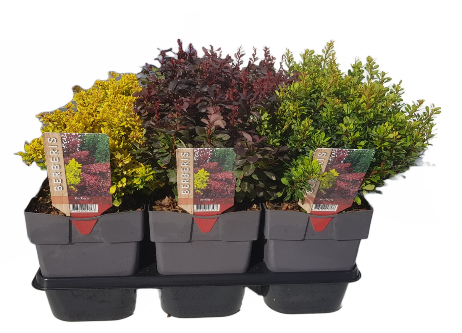 Picture of Berberis thunbergii mix P17