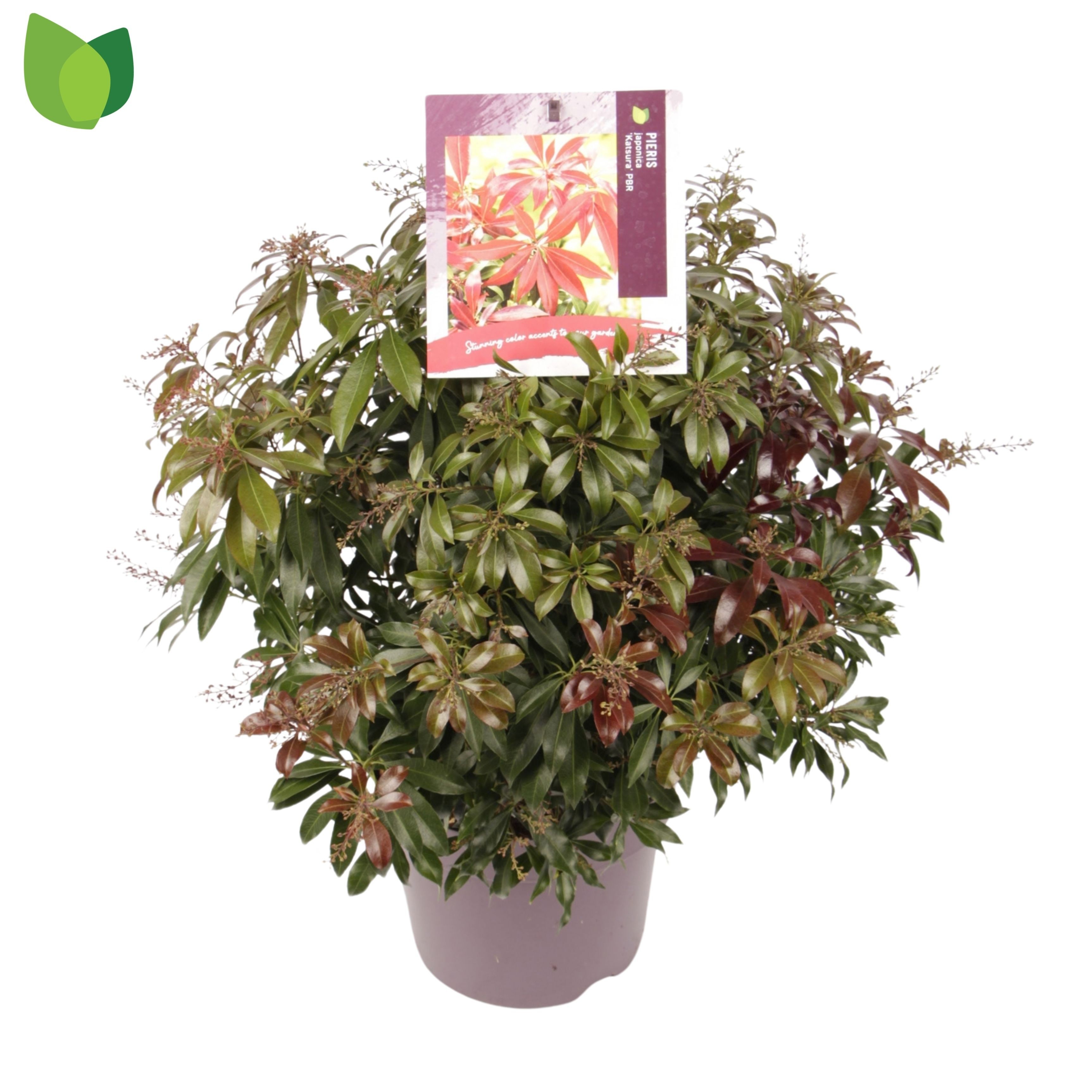 Pieris japonica 'Katsura'