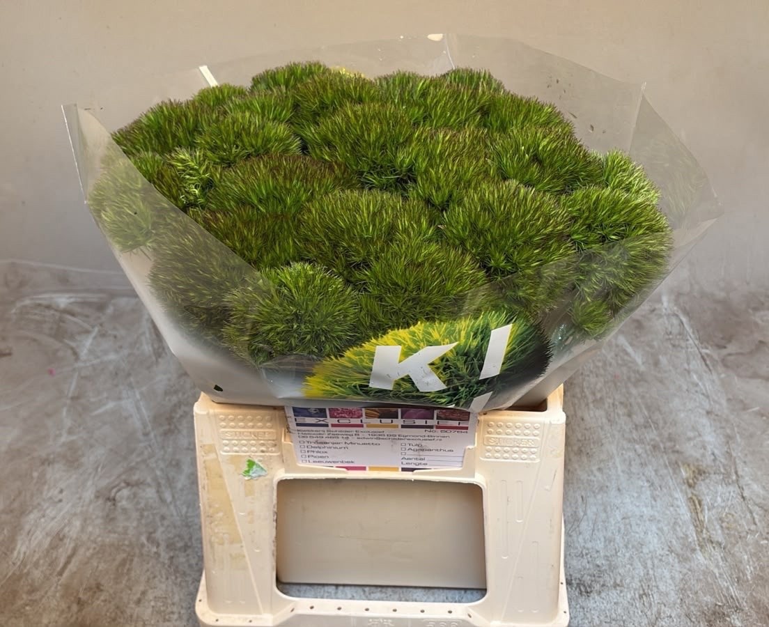 Dianthus Barbatus Kiwi Cherry 40cm
