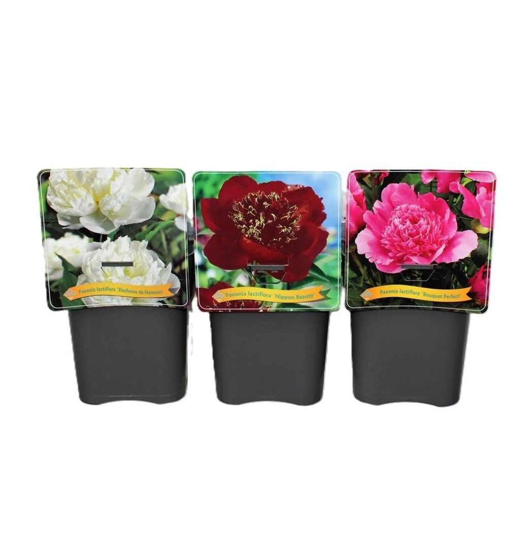 Picture of Paeonia Lactiflora mix shelve C5