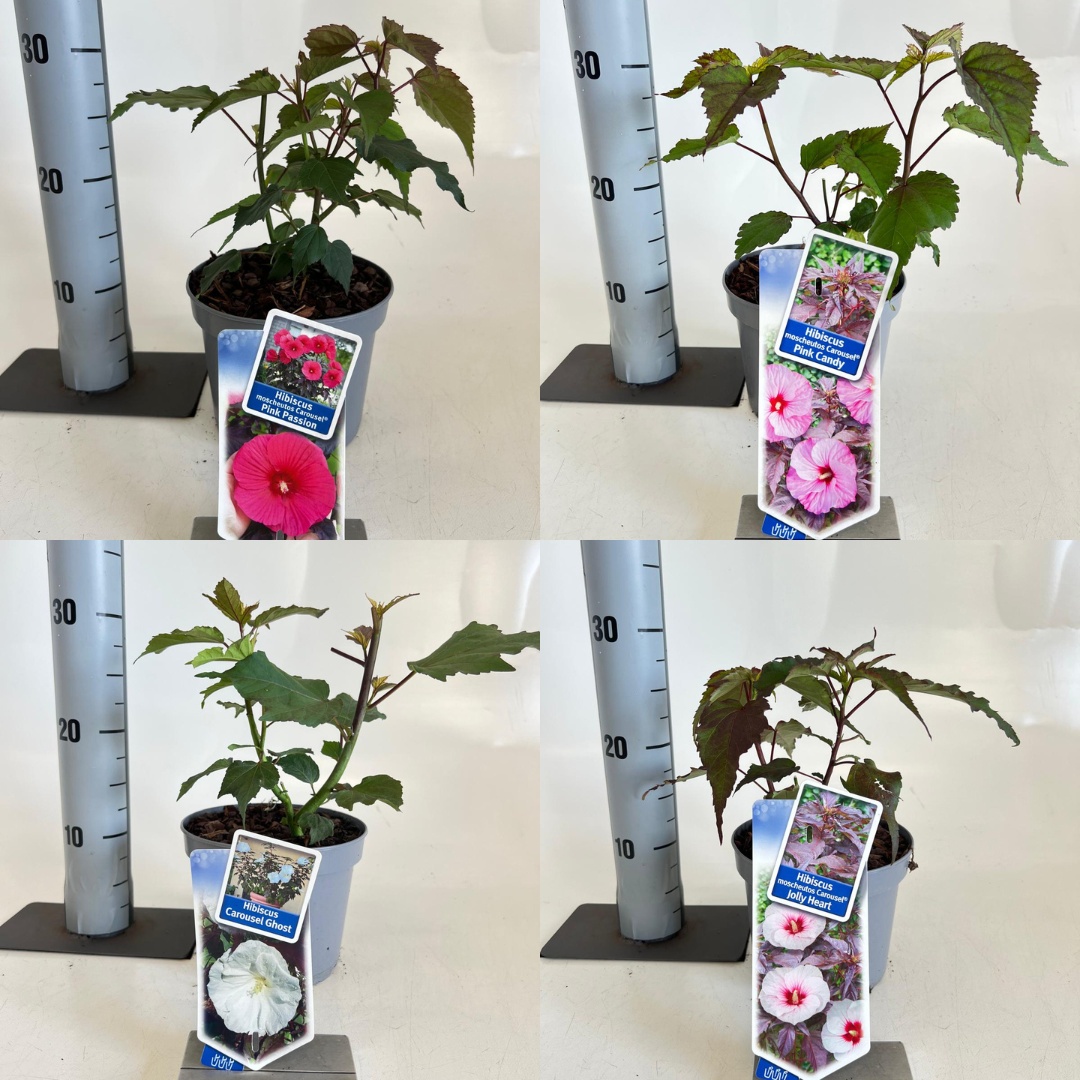 Hibiscus Carousel mix (minimum order one layer)