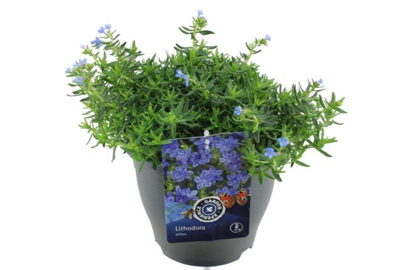 Lithodora diffusa Tidepool Sky Blue