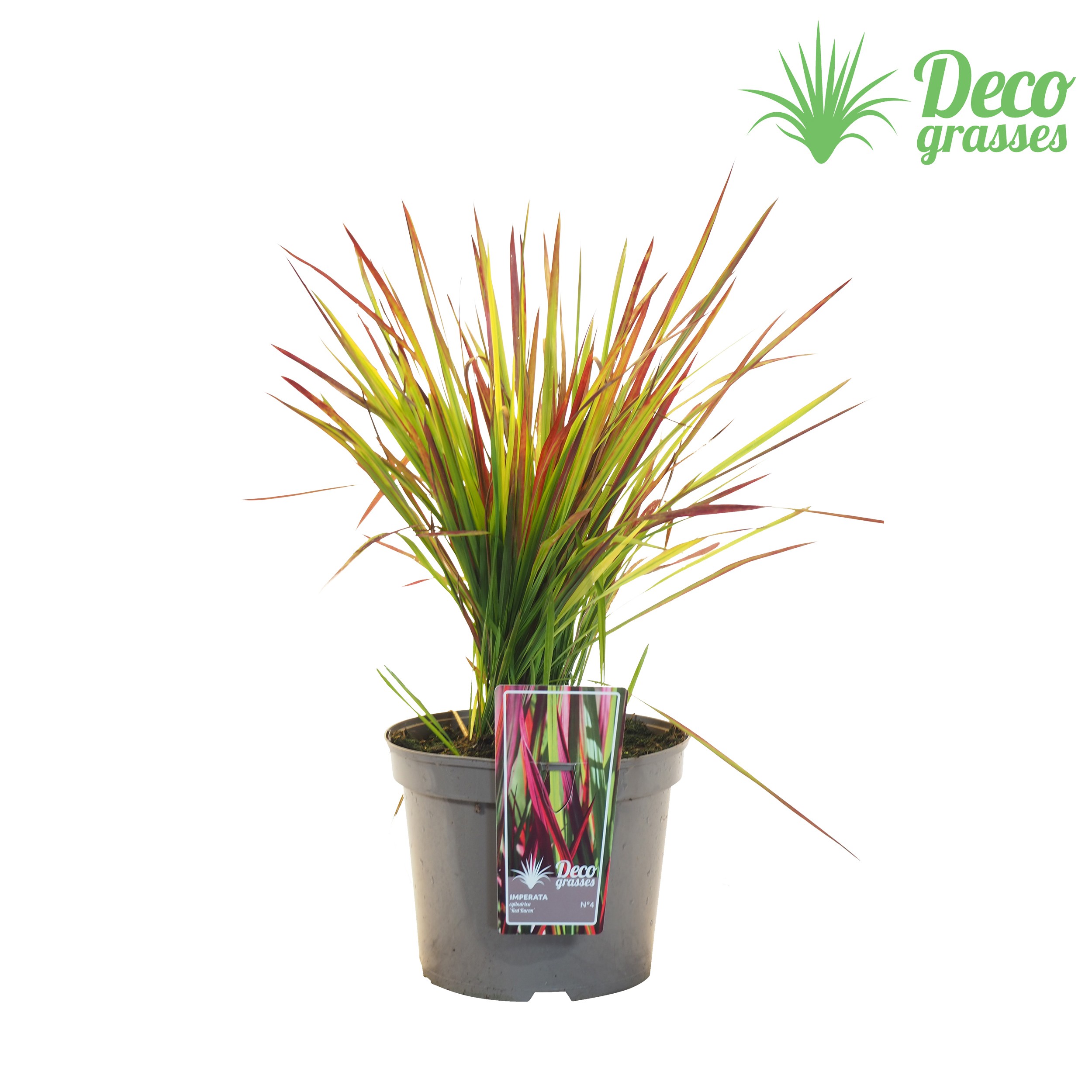 Picture of Imperata cylindrica Red Baron P27 60-70CM (LOOSE)