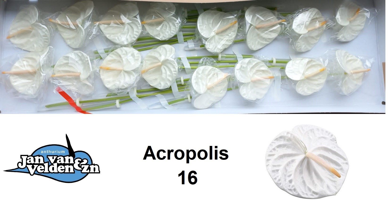 Anth A Acropolis
