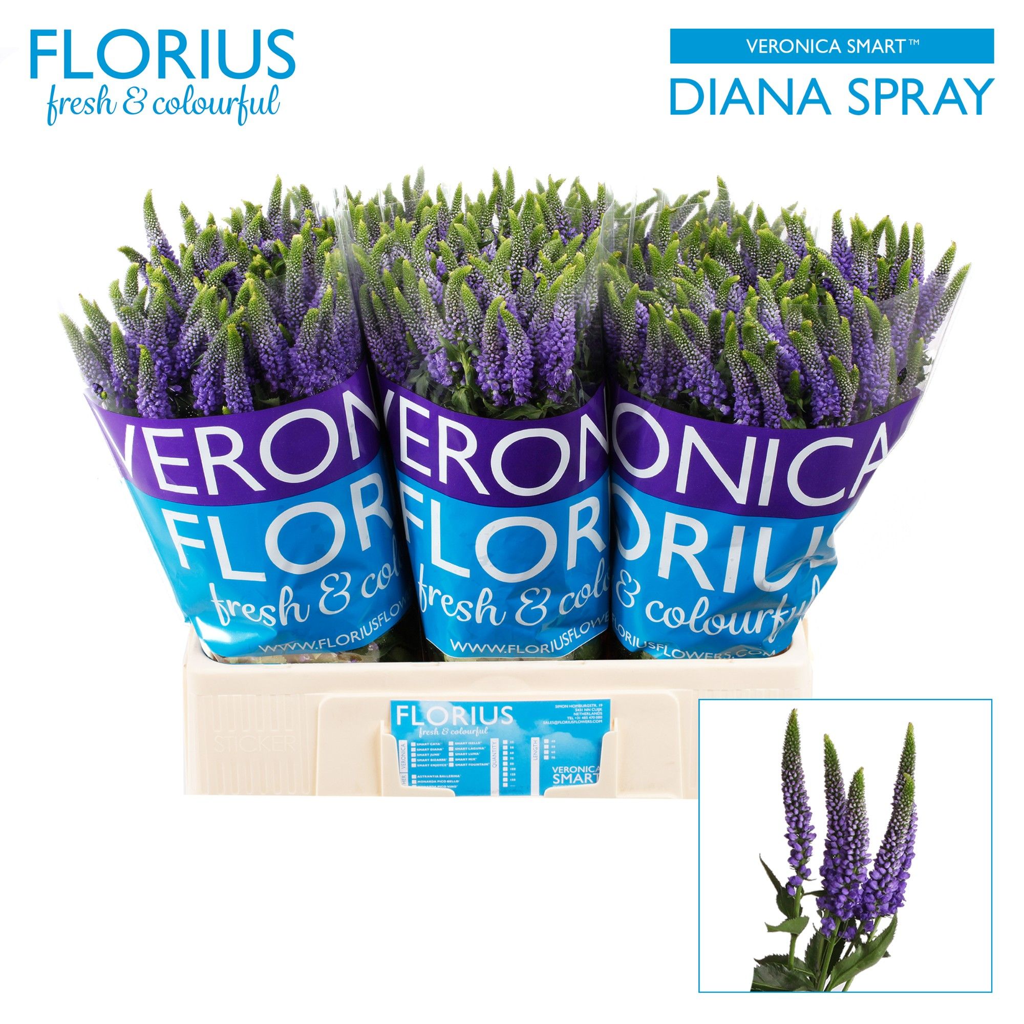 Veron Clea Diana
