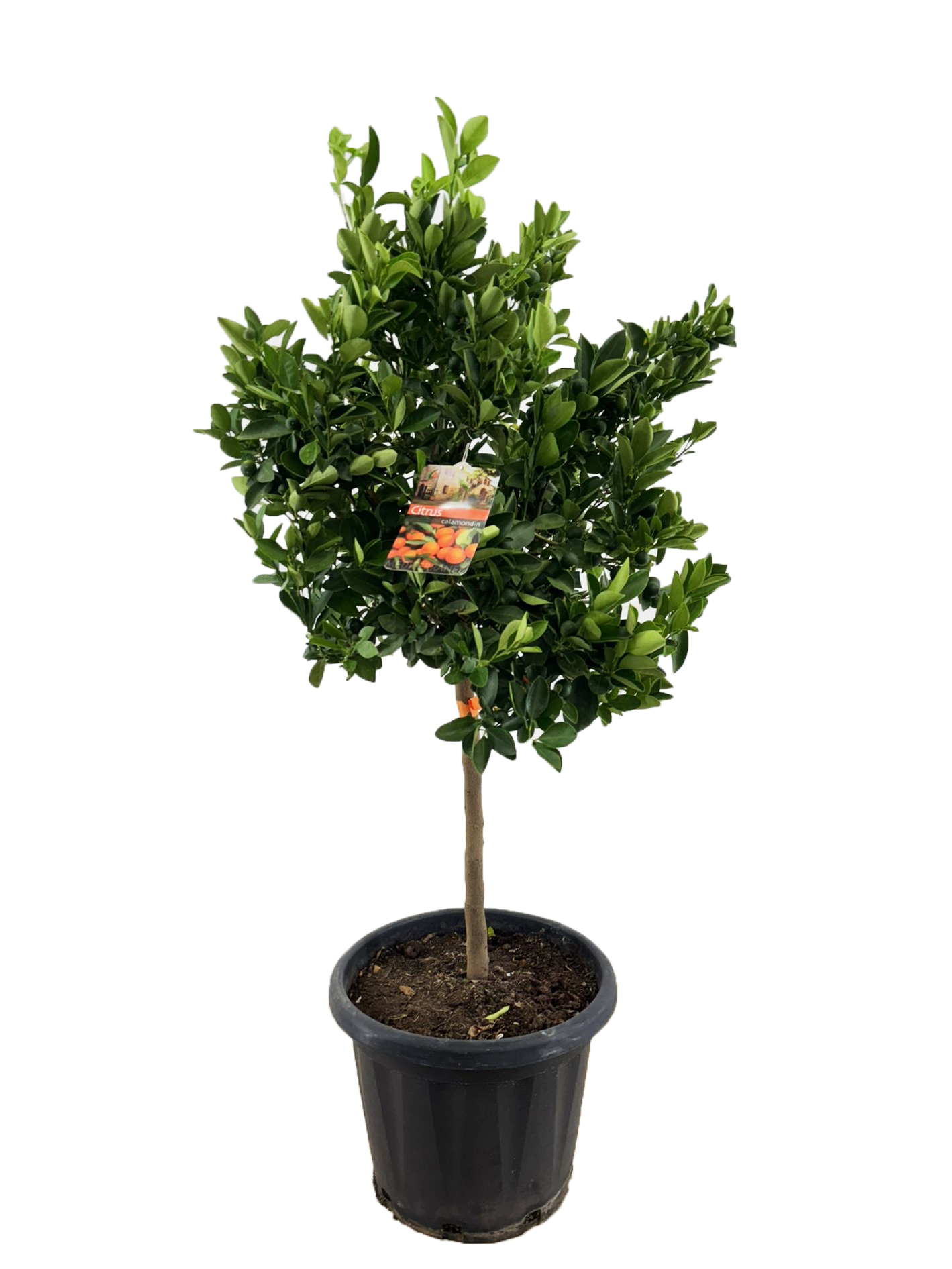 Picture of Citrus calamondin P40-(25-LTR) 130CM (LOOSE)