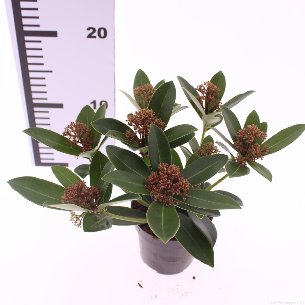 Picture of Skimmia jap. 'Red Dwarf'