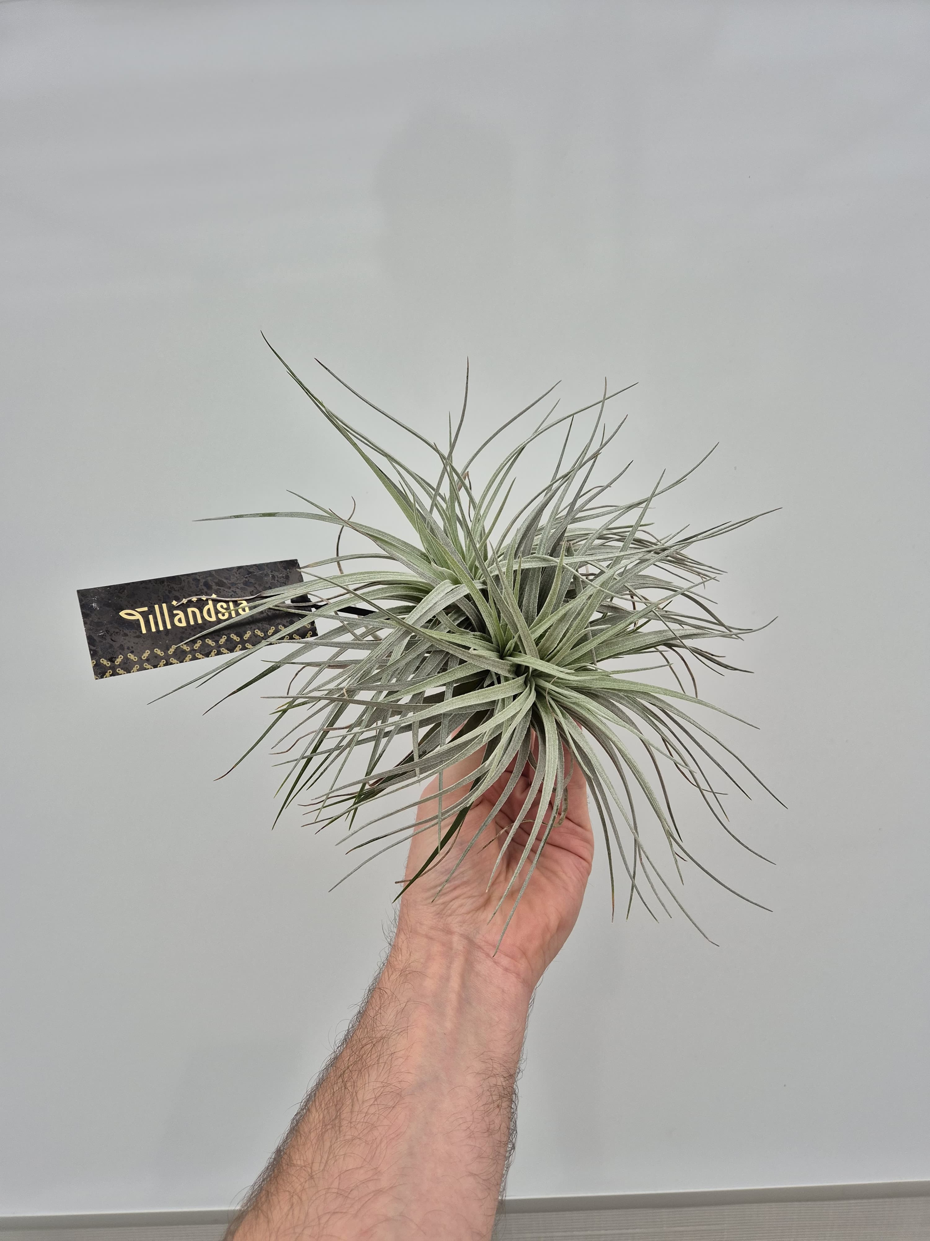 Picture of Tillandsia Silver x2 met Label P20 10CM