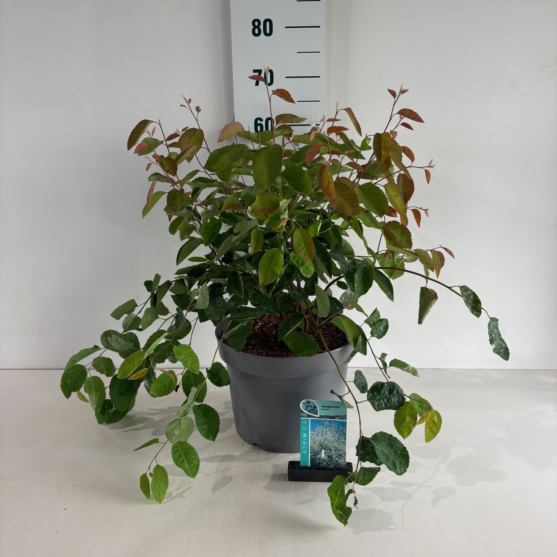 Amelanchier lamarckii
