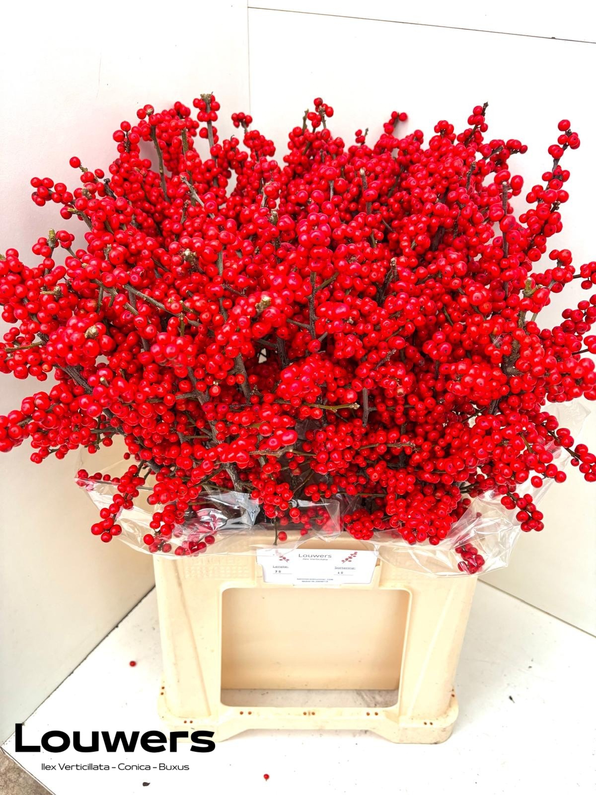 Ilex Supreme Red 70cm