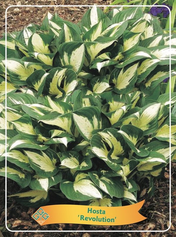 Picture of Hosta Mix 6x10 srt. per shelve P11