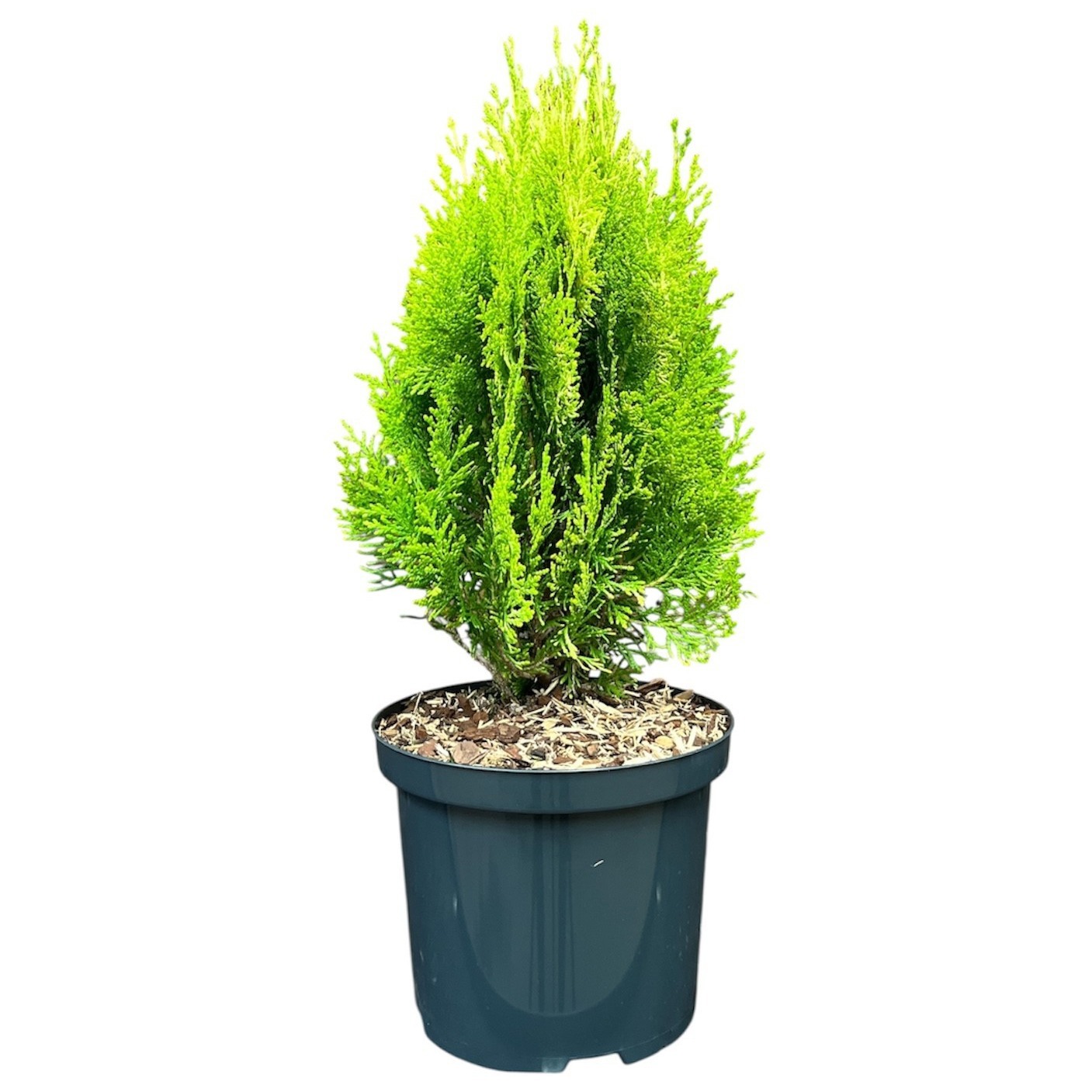 Platycladus orientalis 'Aurea Nana'