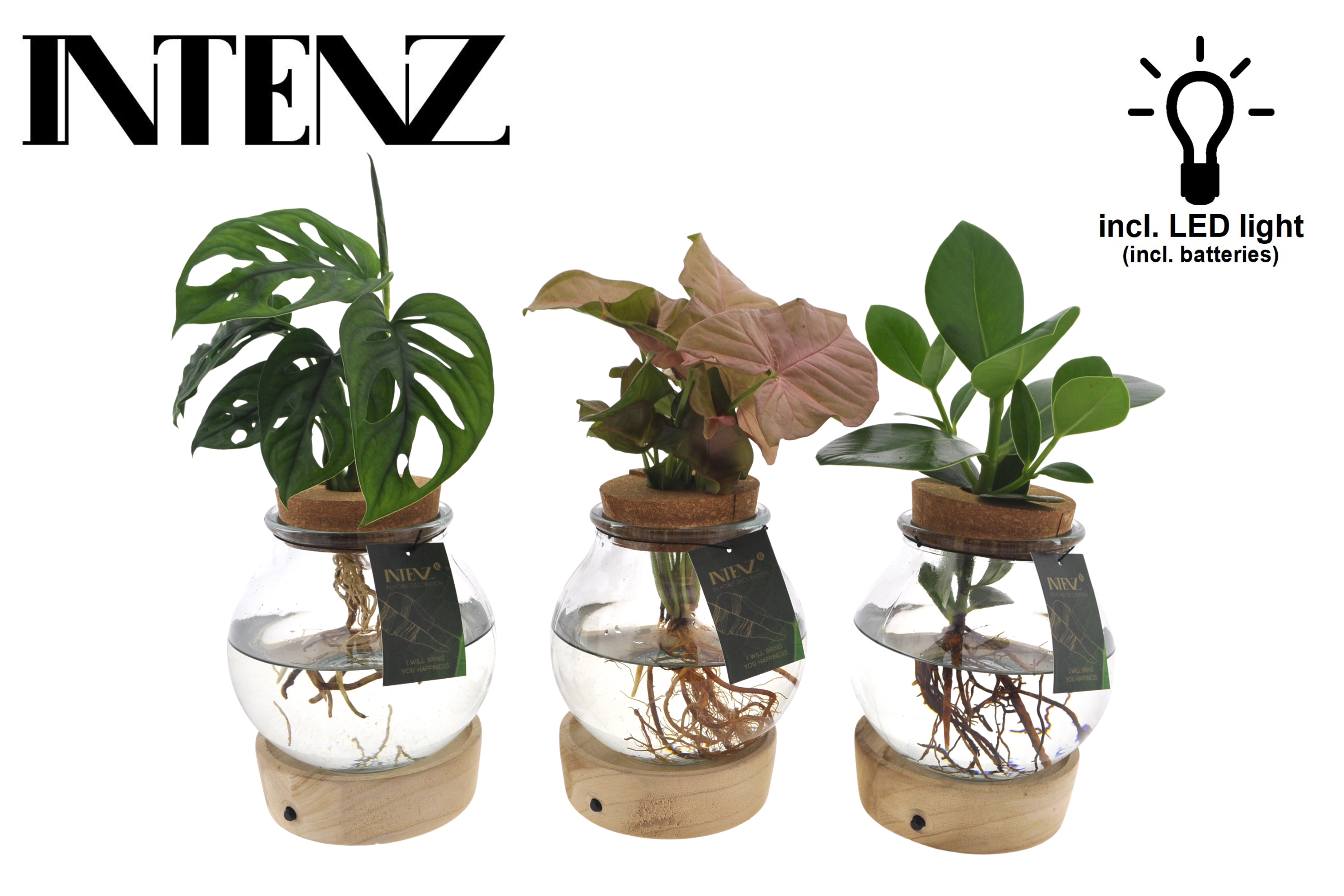 Picture of Hydroponic Intenz varieties in convex glass + LED P12 40CM