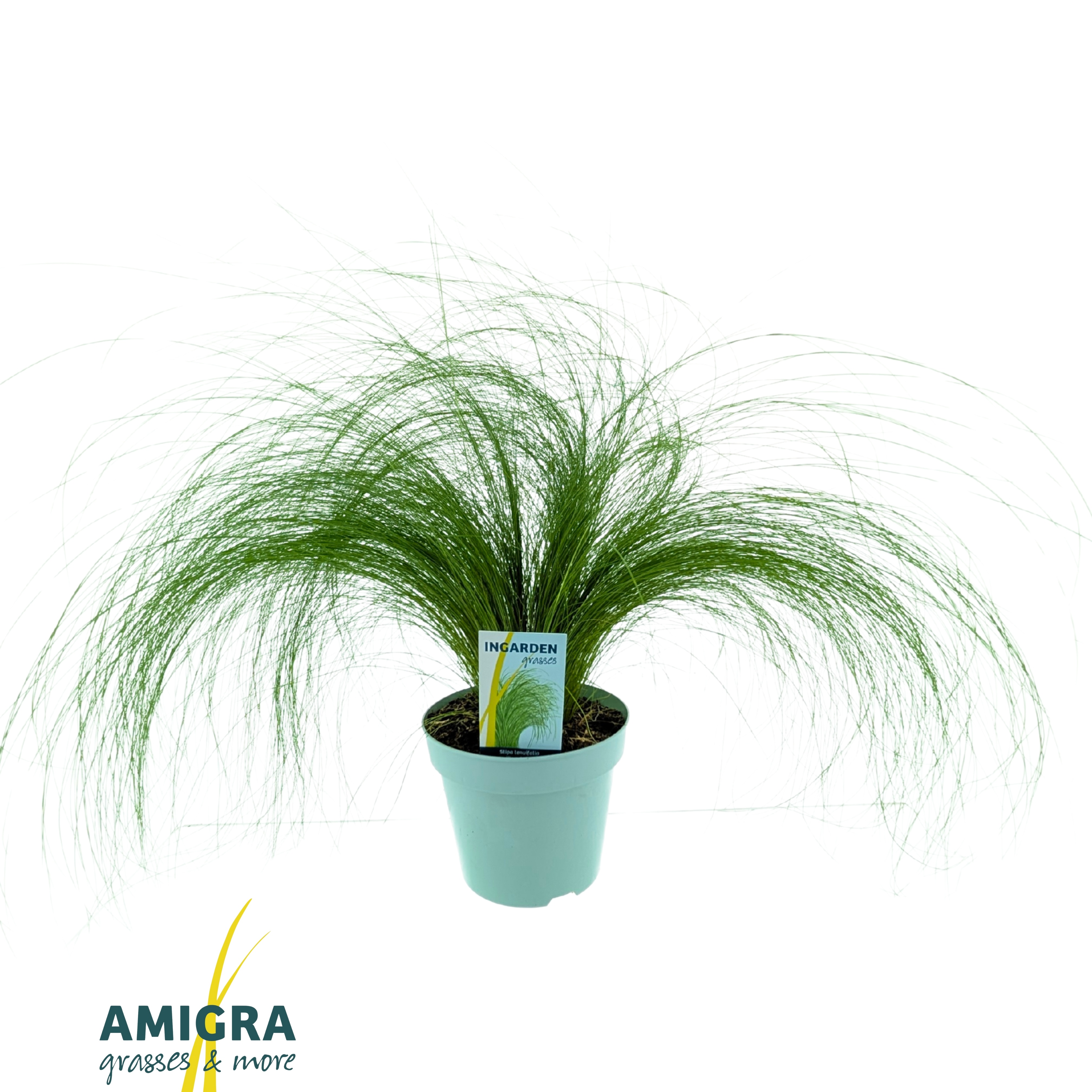 Picture of Stipa ten Ponytails