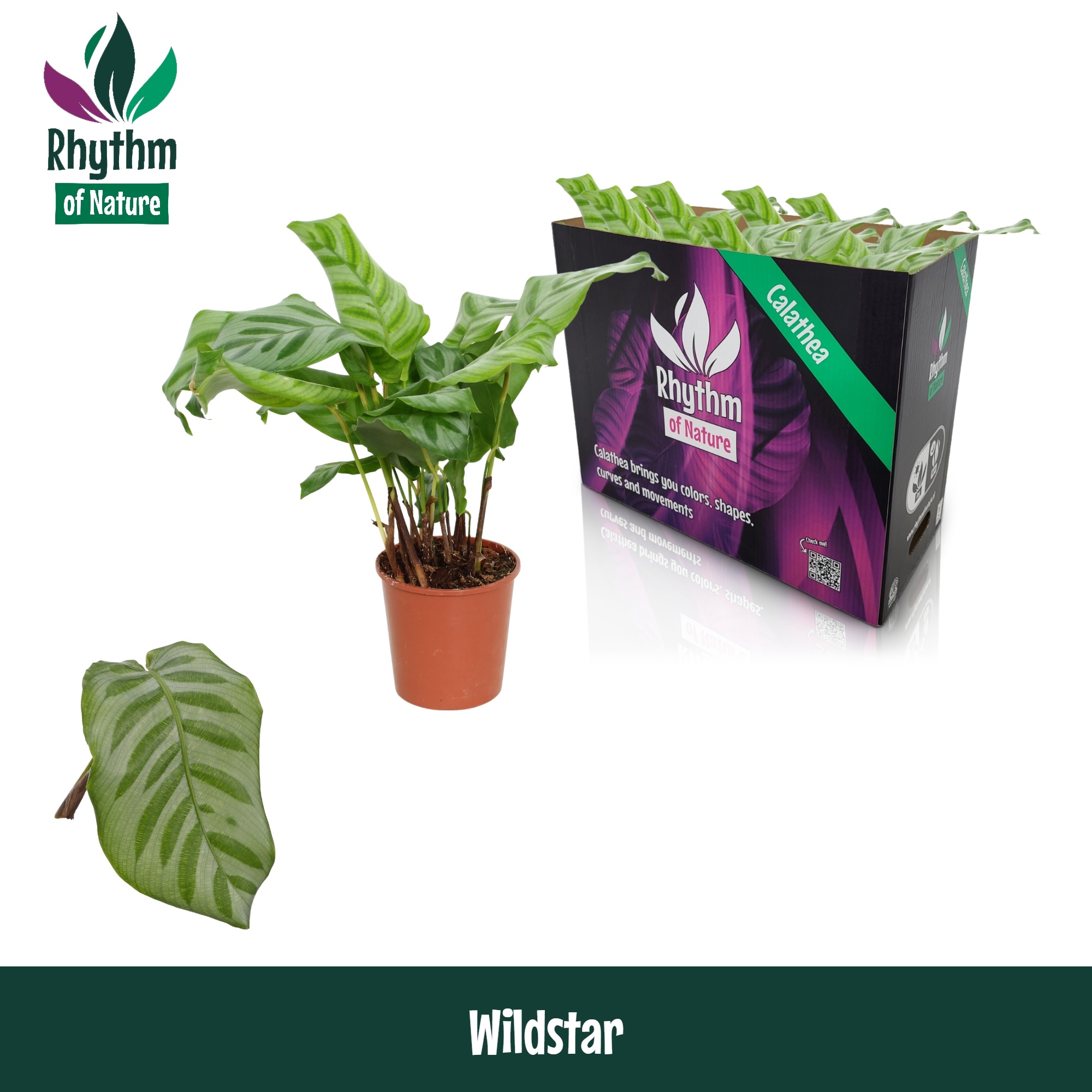Calathea 12cm Wildstar - Rhythm Of Nature Zonder H