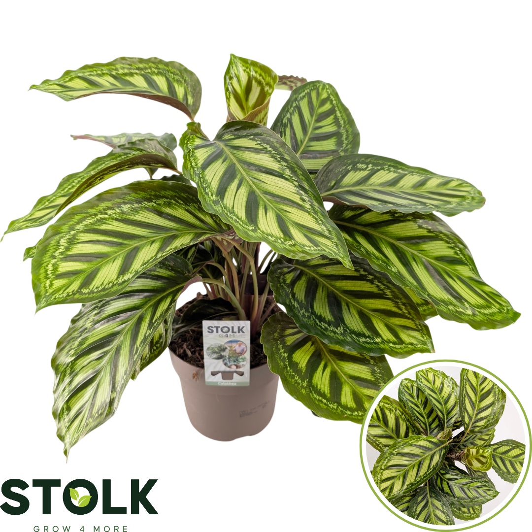 Calathea 'Moonlight'