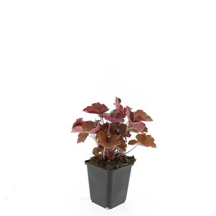 Picture of Heuchera m. Palace Purple P9