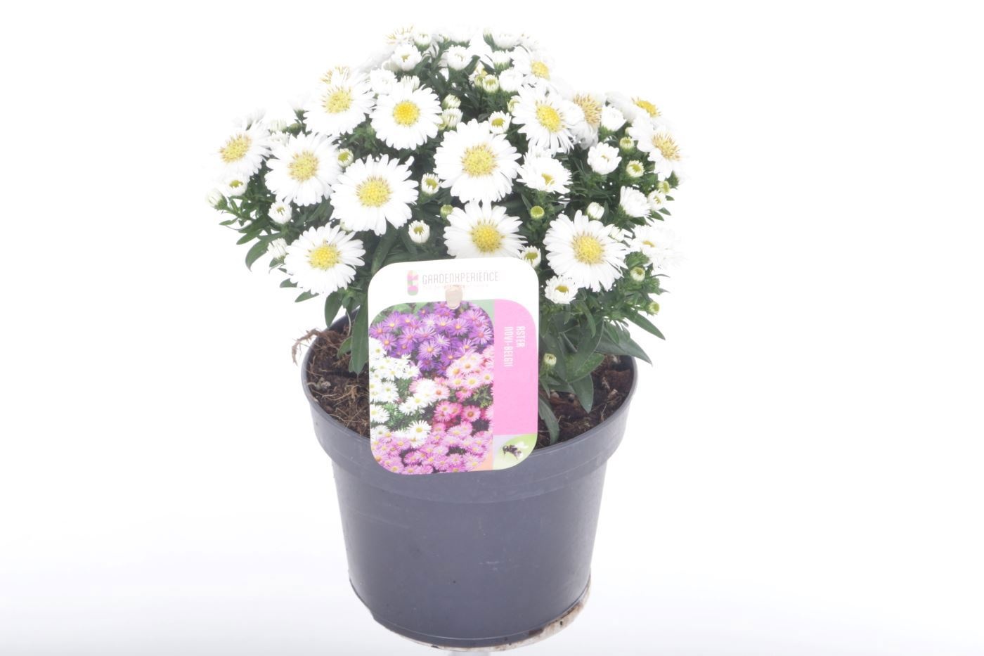 Aster Novi-belgii Magic White