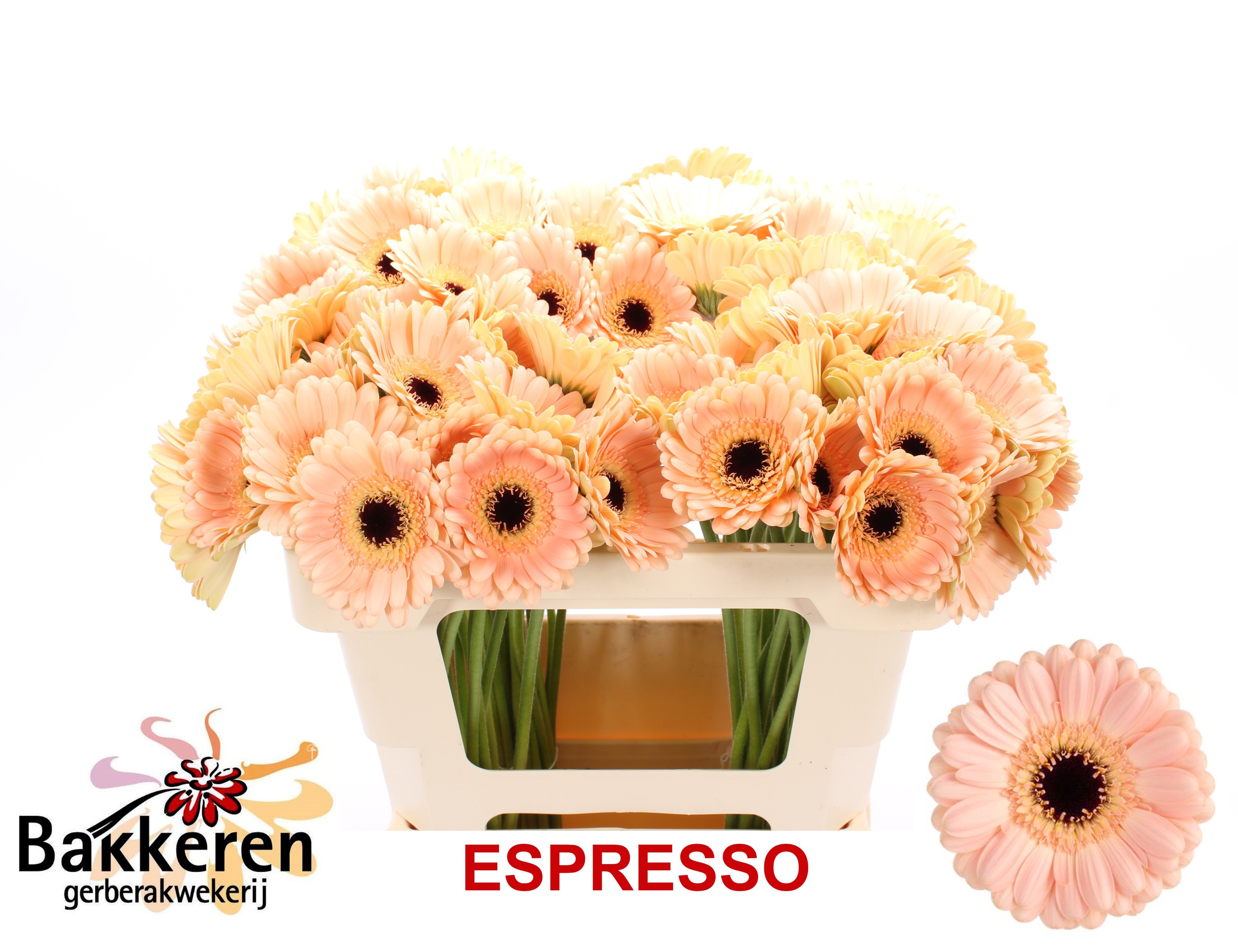 Ge Mi Espresso 50L.cm