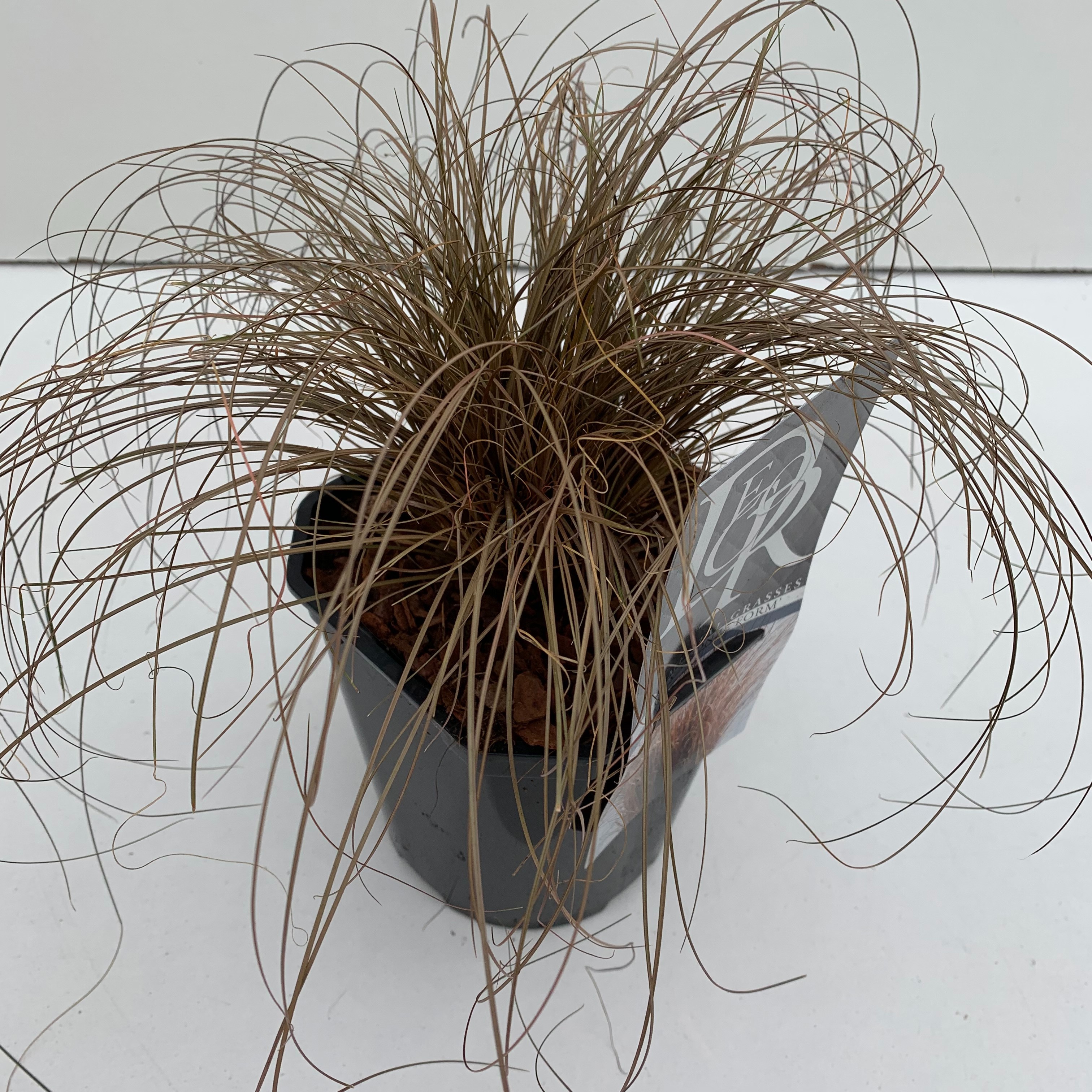 Carex comans 'Bronze Form'