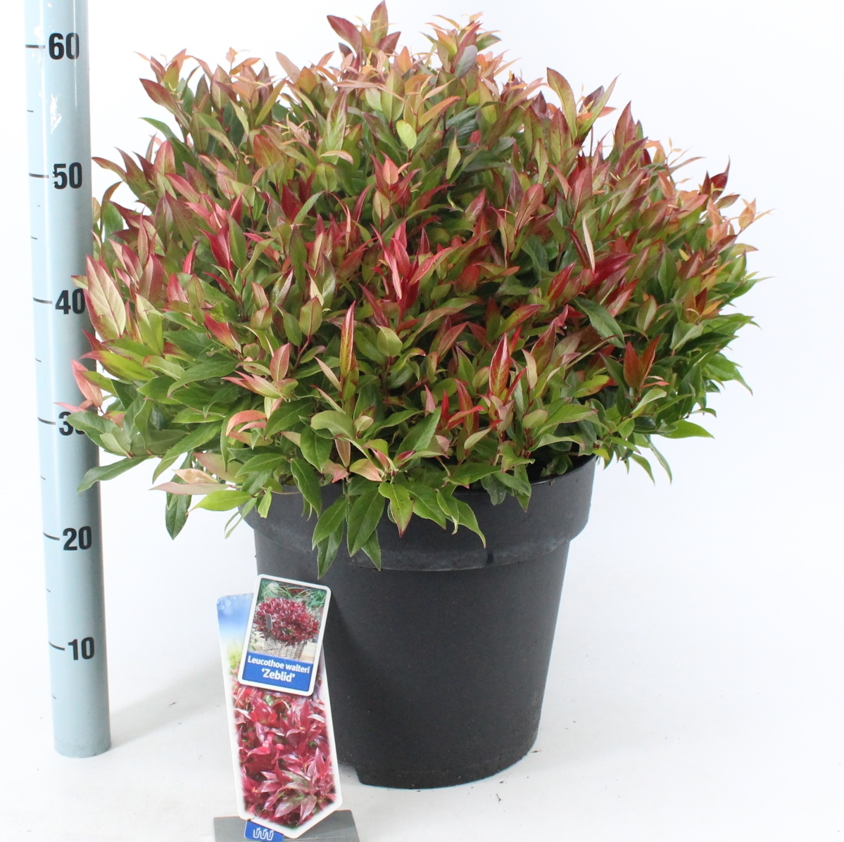 Picture of Leucothoe Zeblid P32 (15 Ltr)