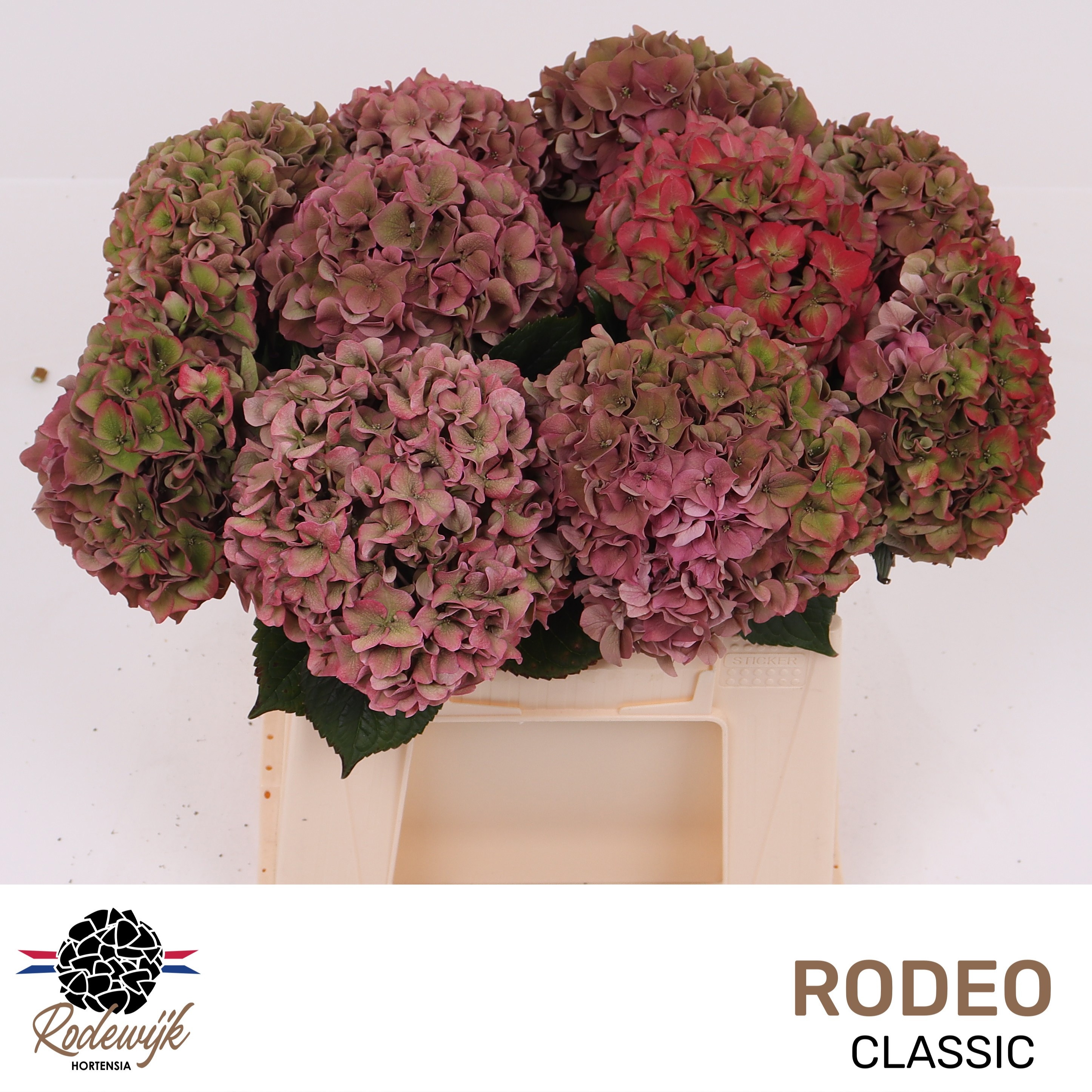 Hydrangea Rodeo Classic Pink 40cm 15Ø