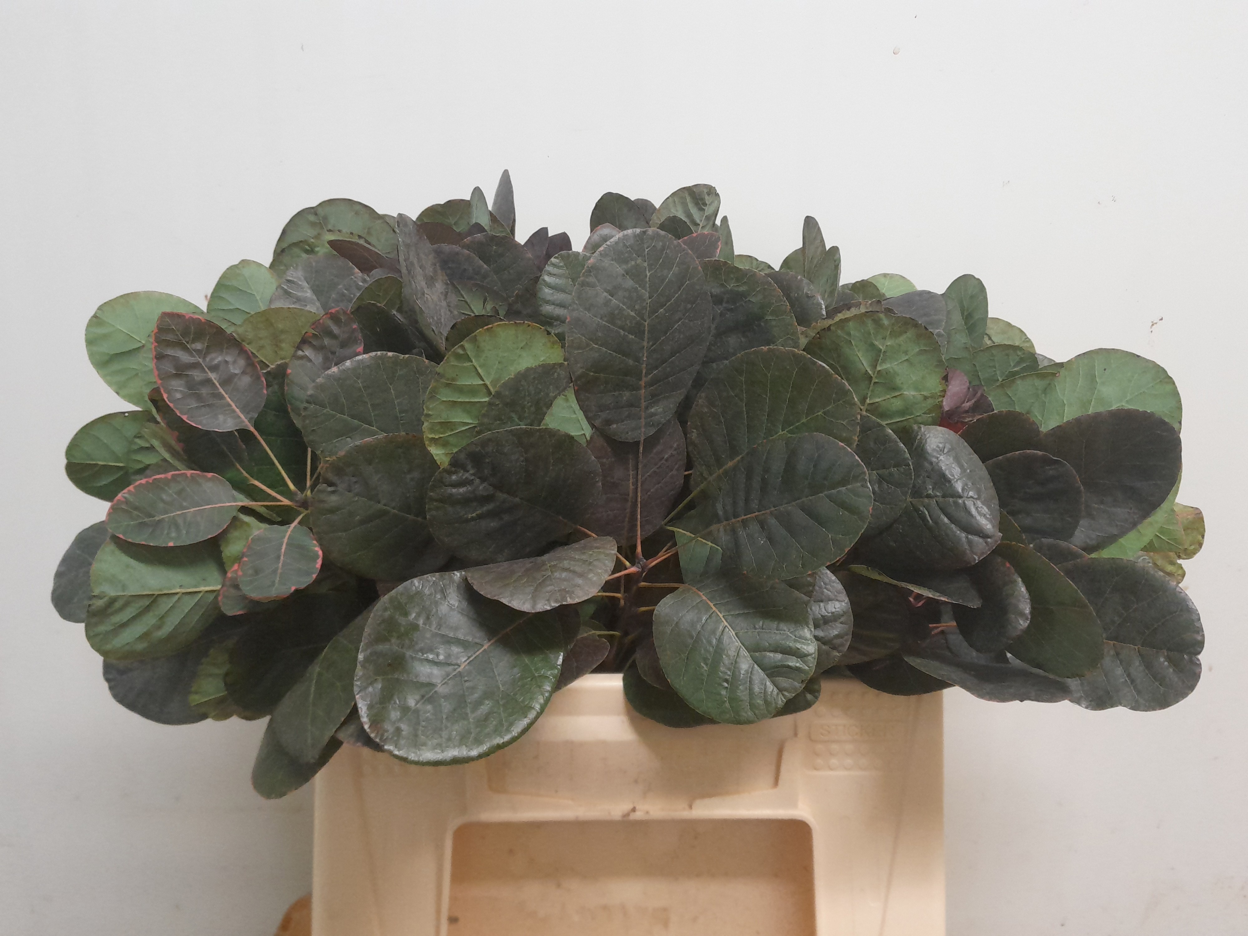 Coti C Royal Purple