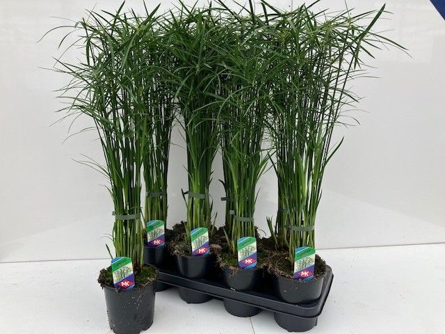 Cyperus Alt Gracilis 14Ø 70cm