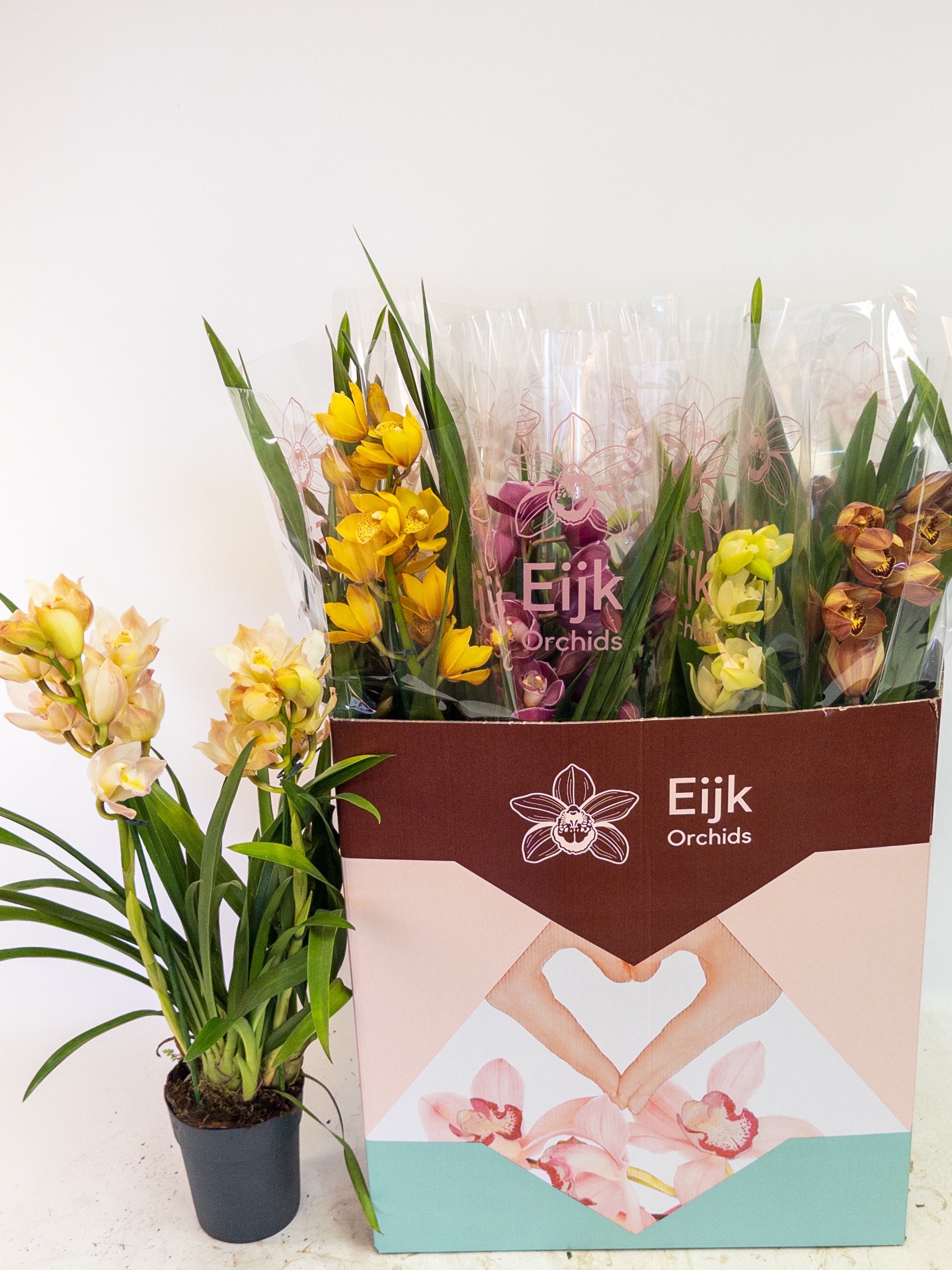 Cymbidium Asst Sp Orchids