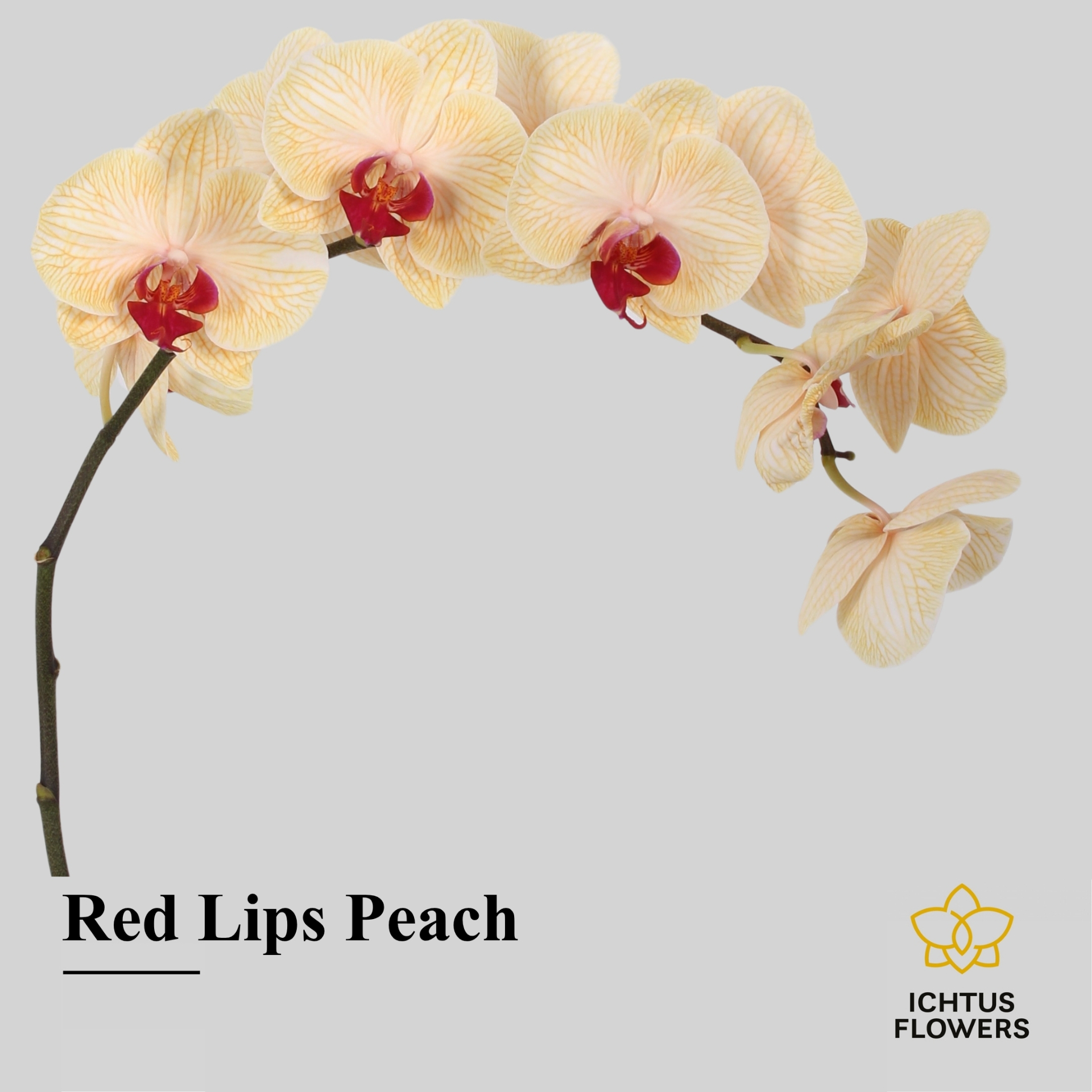 Phal Painted Red Lips Peach Tak 9+
