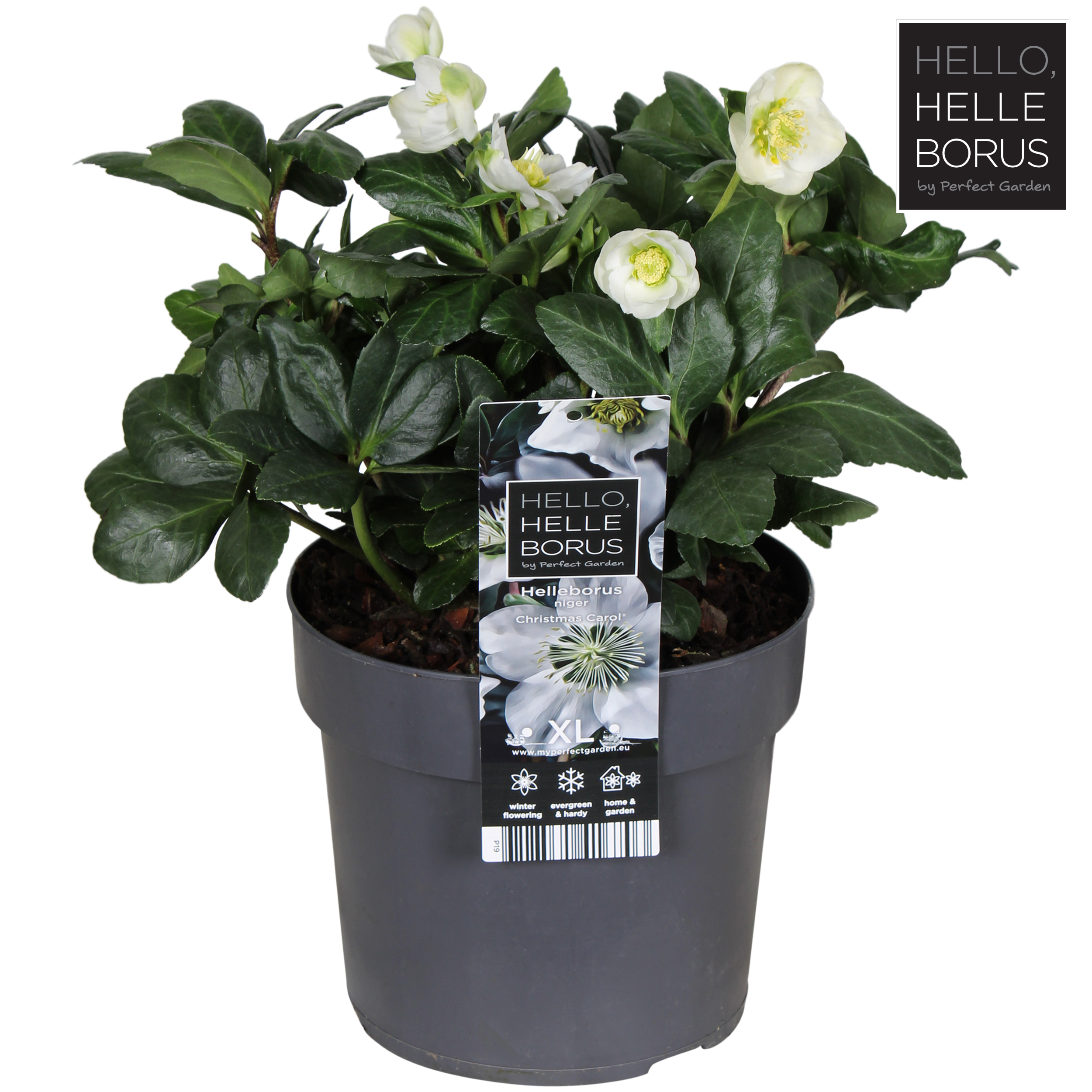 Picture of Helleborus niger Christmas Carol P19 (3 Ltr)