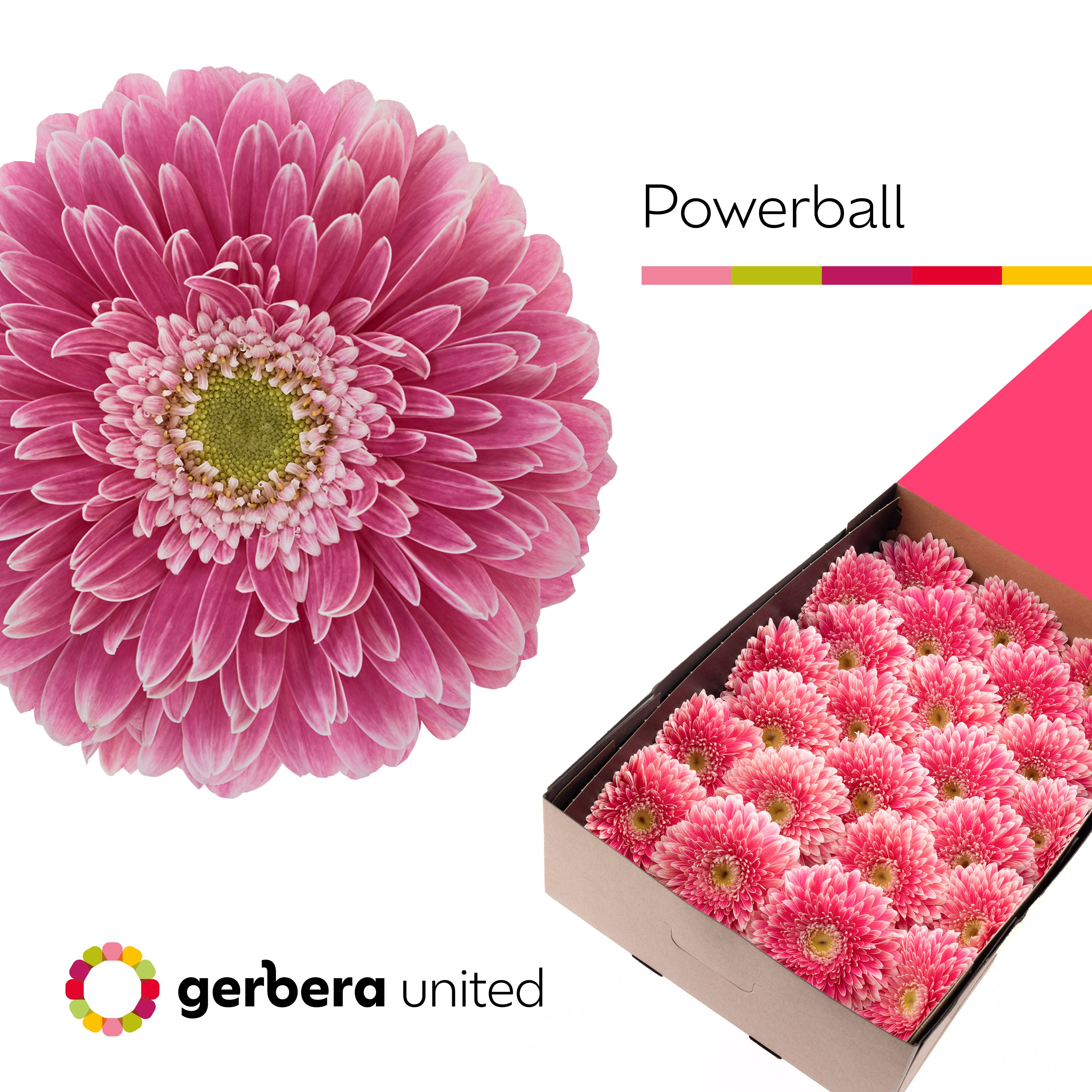 Ge Gb Pom Power Ball