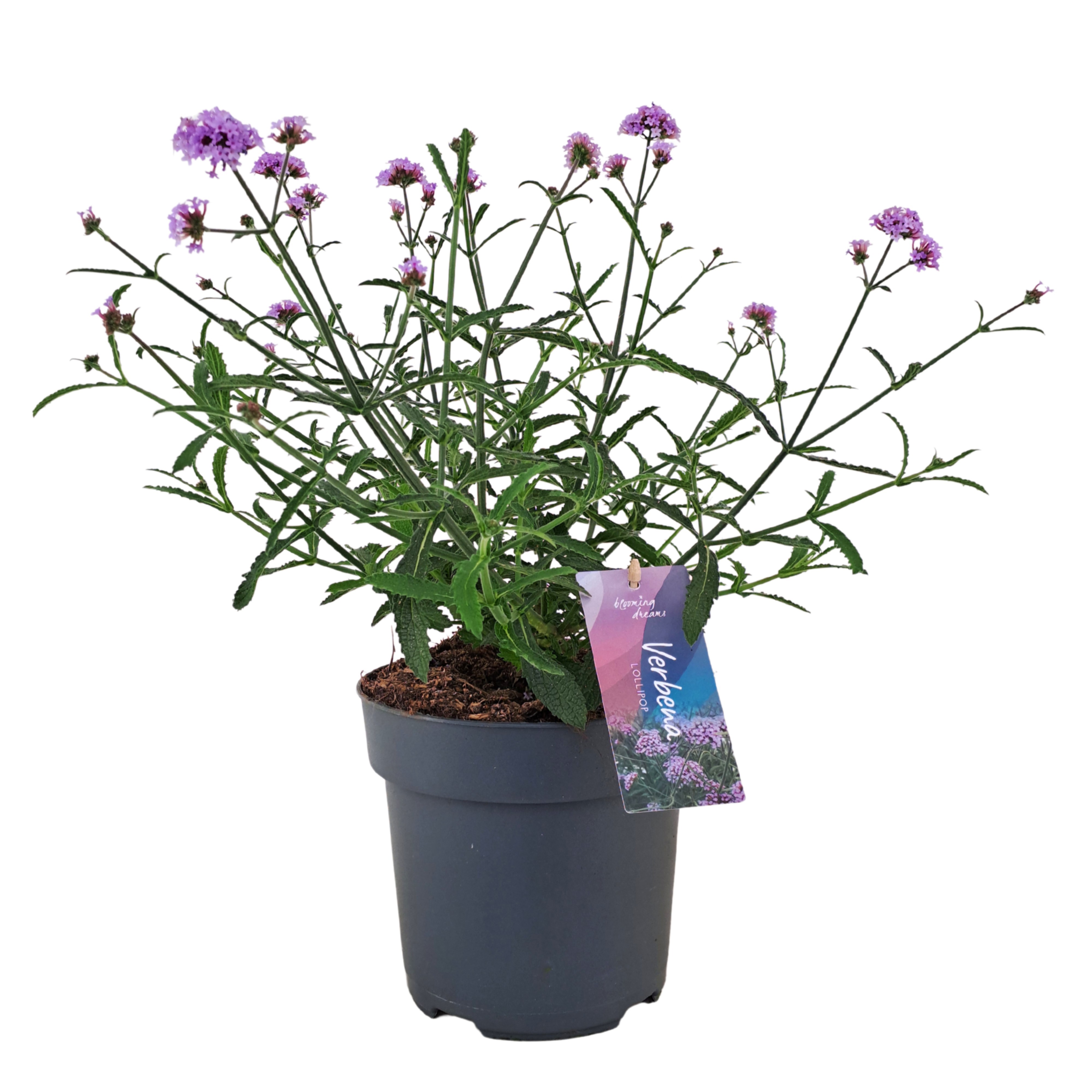 Verbena bonariensis 'Lollipop' nl