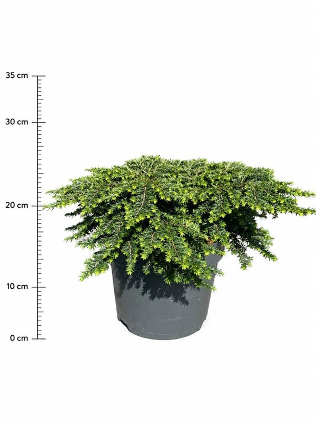 Tsuga canadensis 'Popeleski'