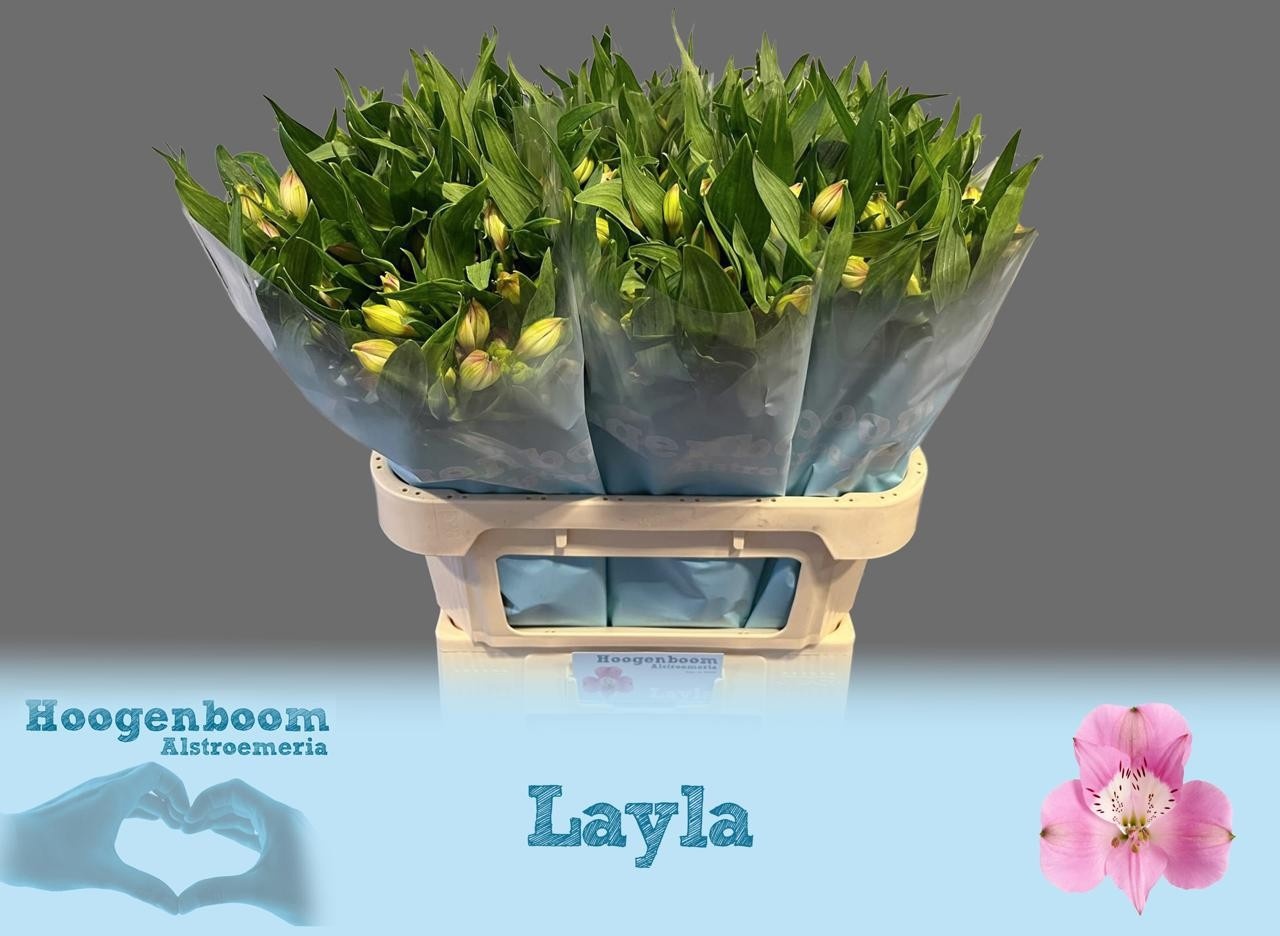 Alstr Layla 70cm 60gram
