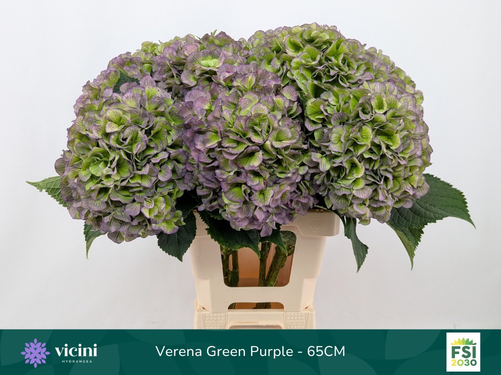 Hydrangea Verena Classic Blue 60cm 21Ø