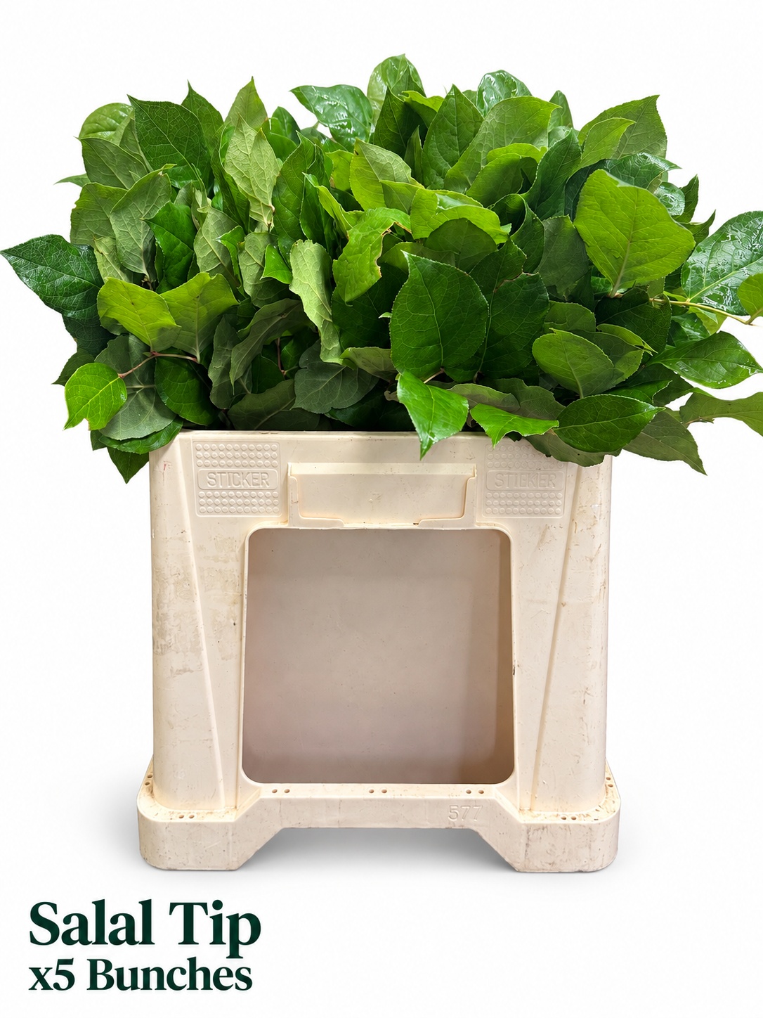 Gaultheria Shall Bs 40L.cm