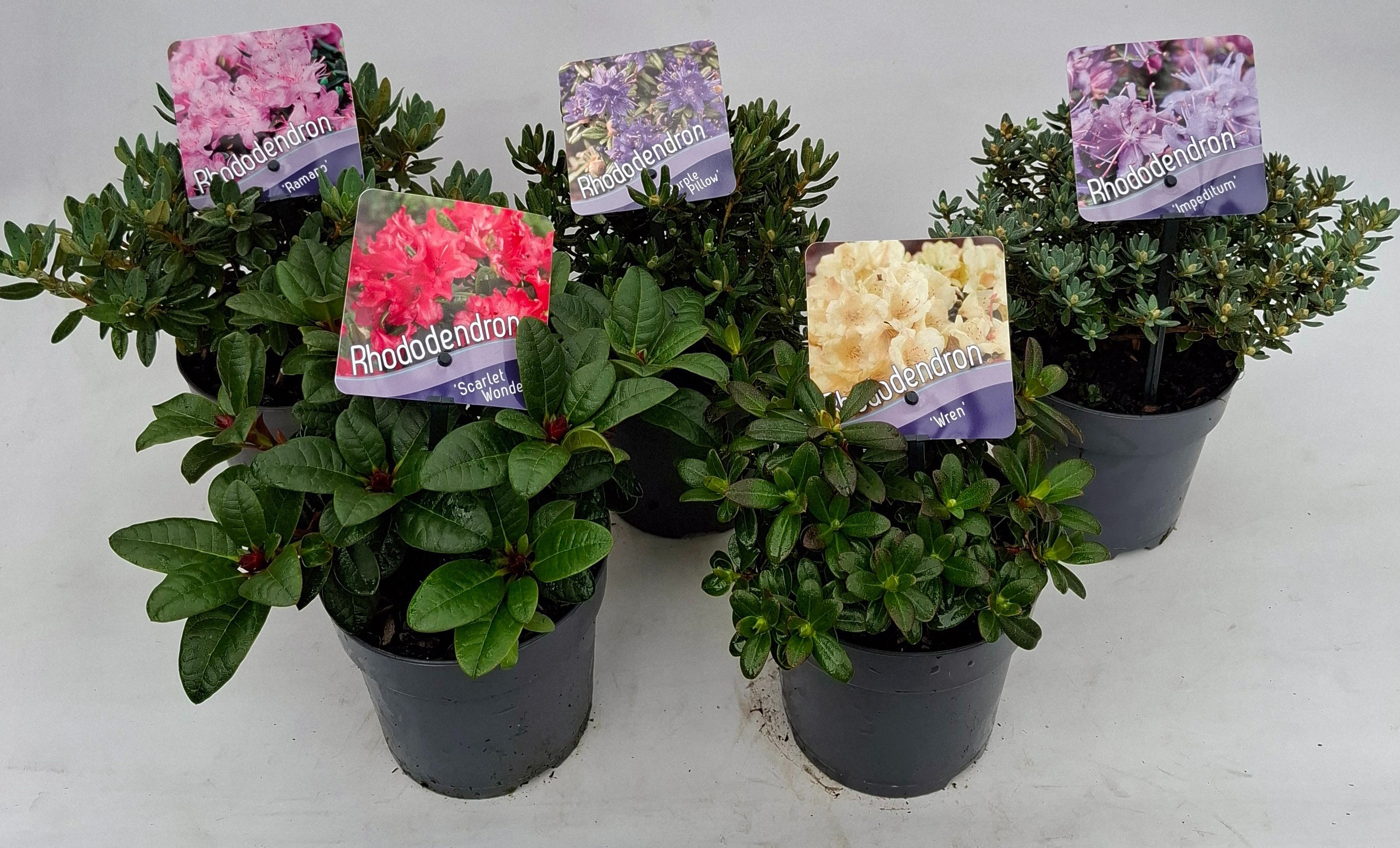 Picture of Rhododendron (dwarf) mix