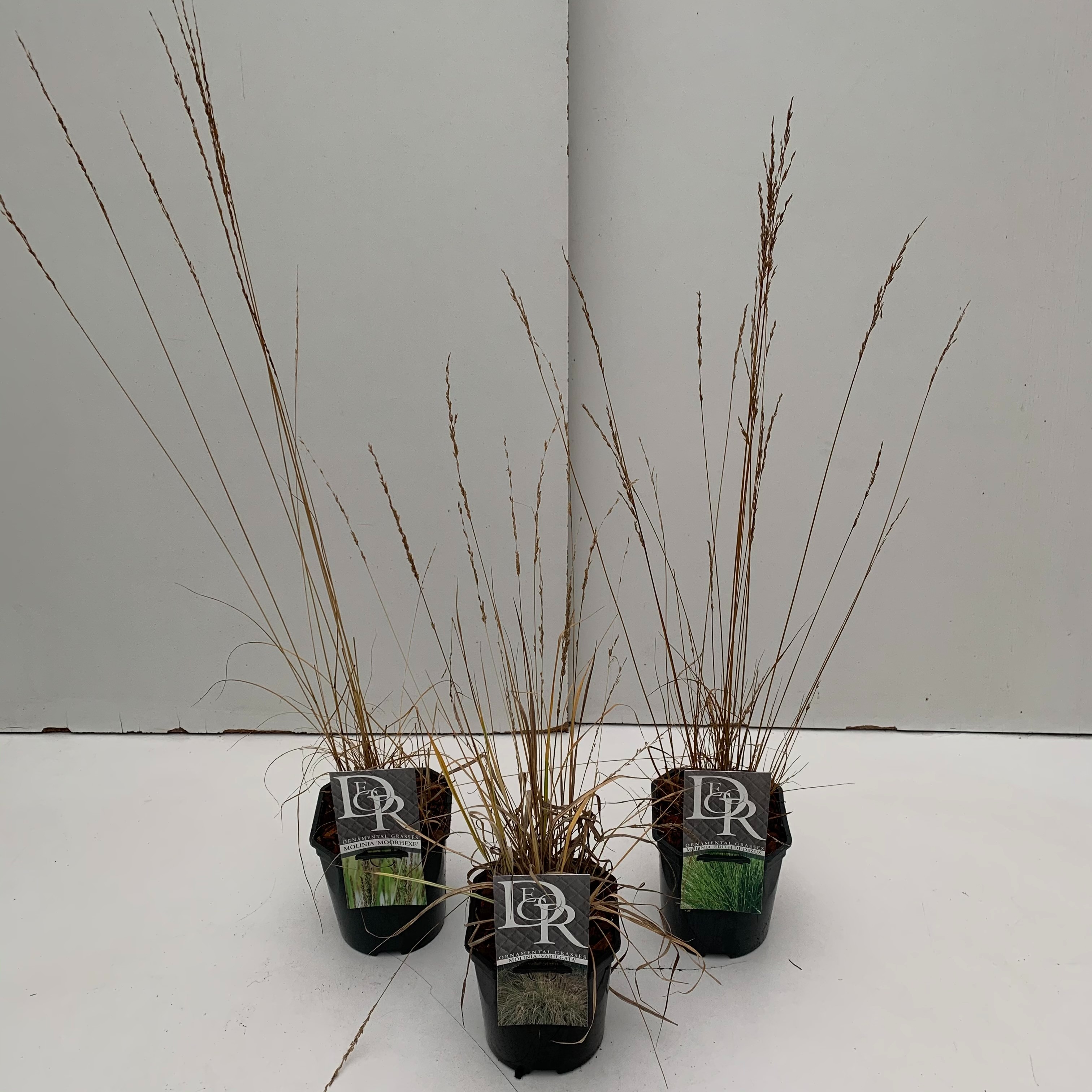 Picture of Molinia in varieties P17 (2 Ltr) Square