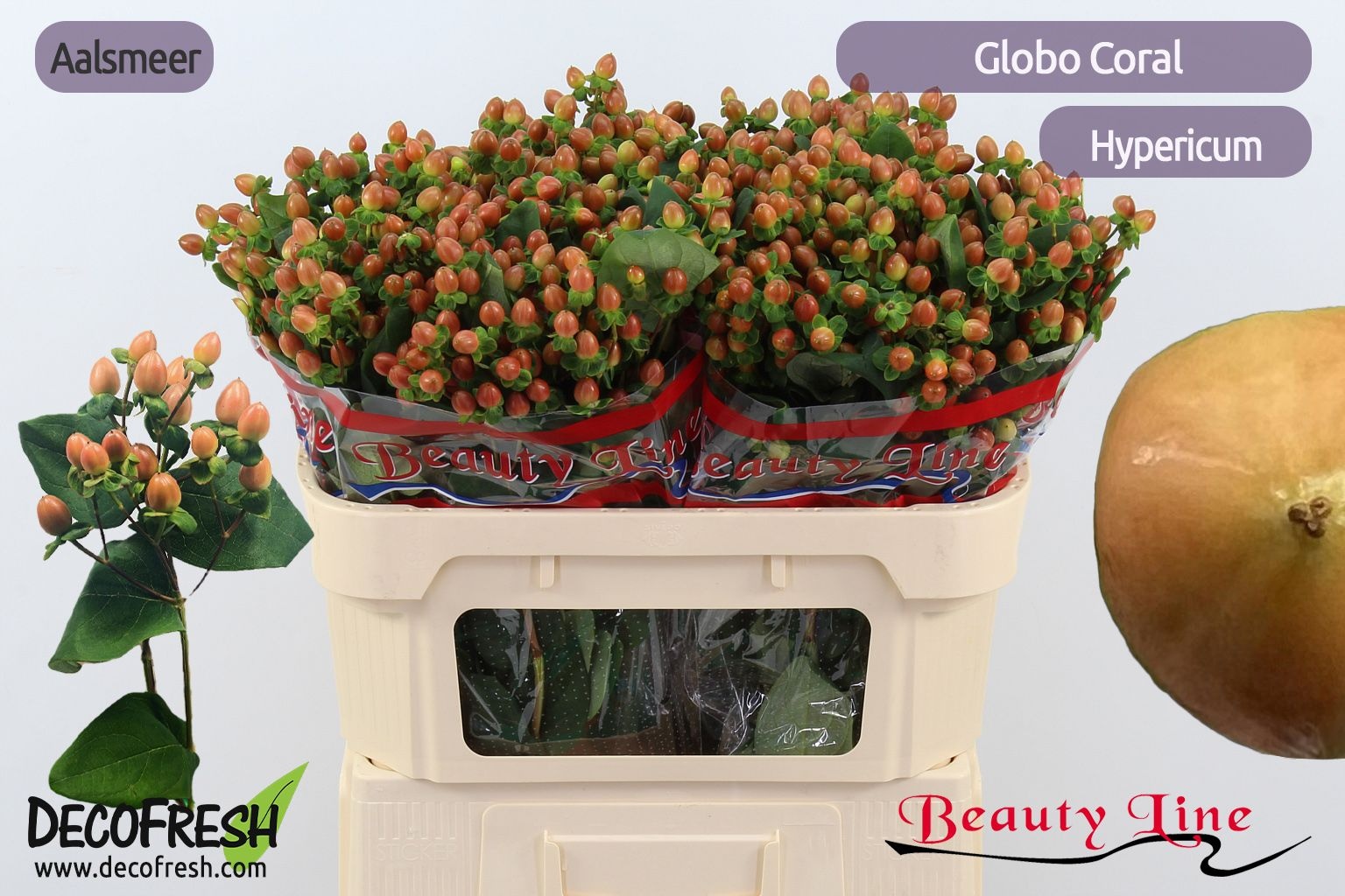 Hyp Globo Coral