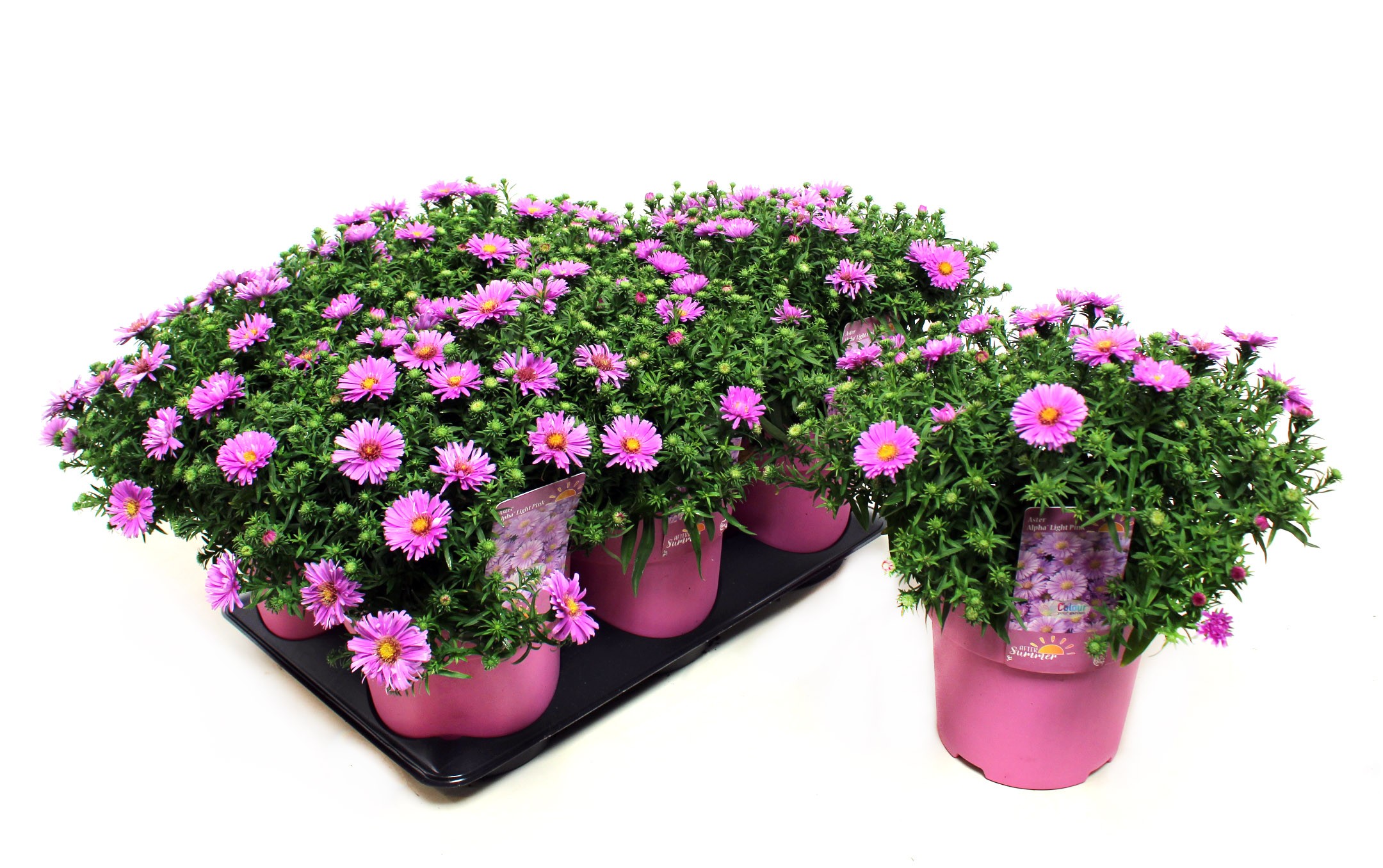 Picture of Aster Alpha Light Pink (After Summer) P15