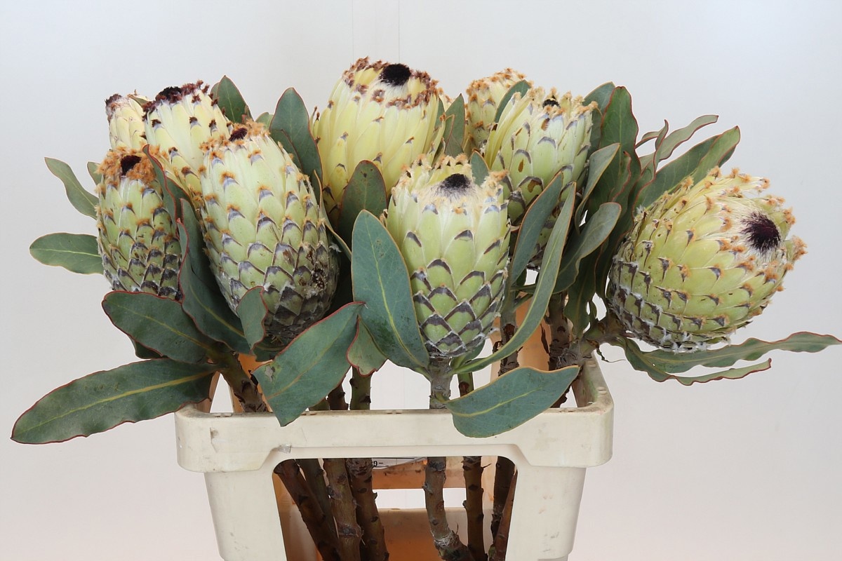 Protea Barbigera Ice Queen 60cm