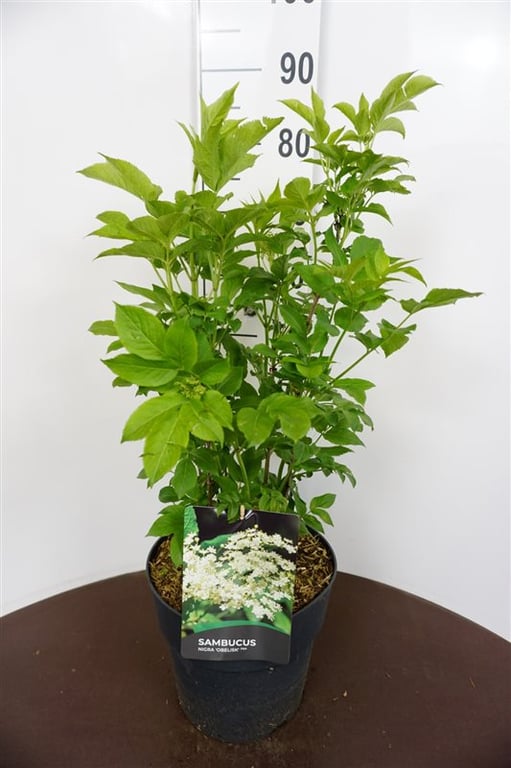 Picture of Sambucus nigra Obelisk P29 (10 Ltr)