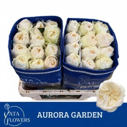 Rosa 50cm
