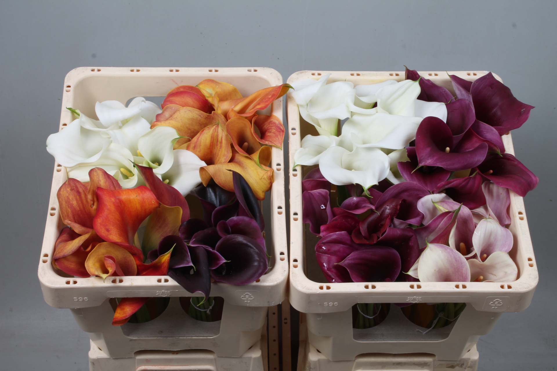 Calla Assorted 45cm