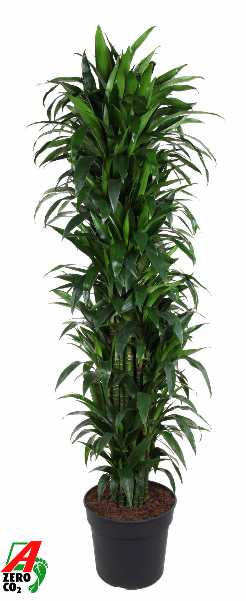 Picture of Dracaena Janet Craig branched P40 220CM (LOOSE)