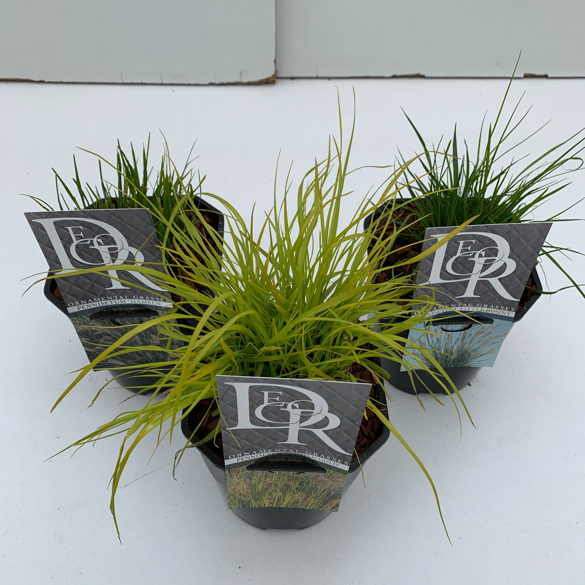 Picture of Pennisetum in varieties P17 (2 Ltr) Square