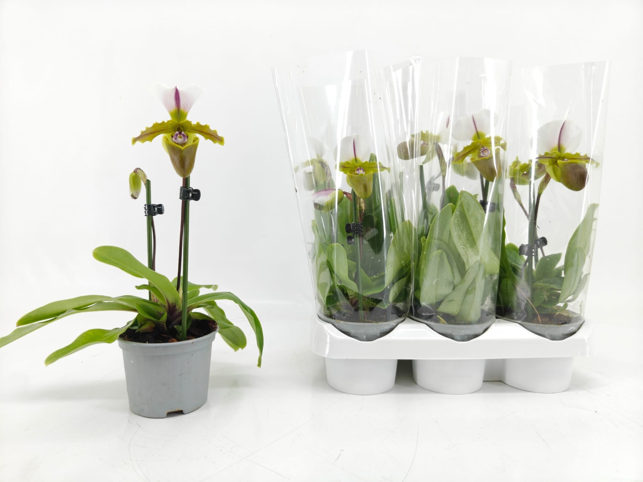 Paph Overig 9Ø 25cm